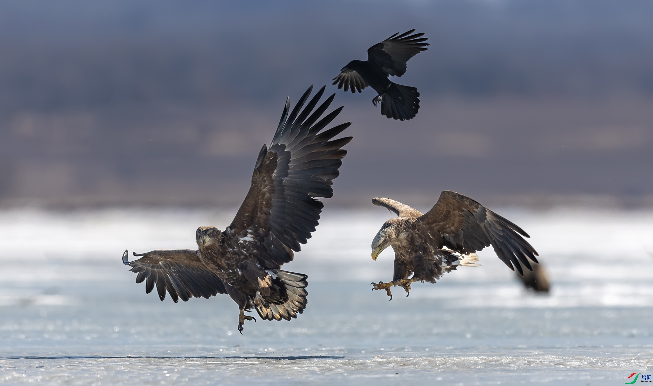 ��β����