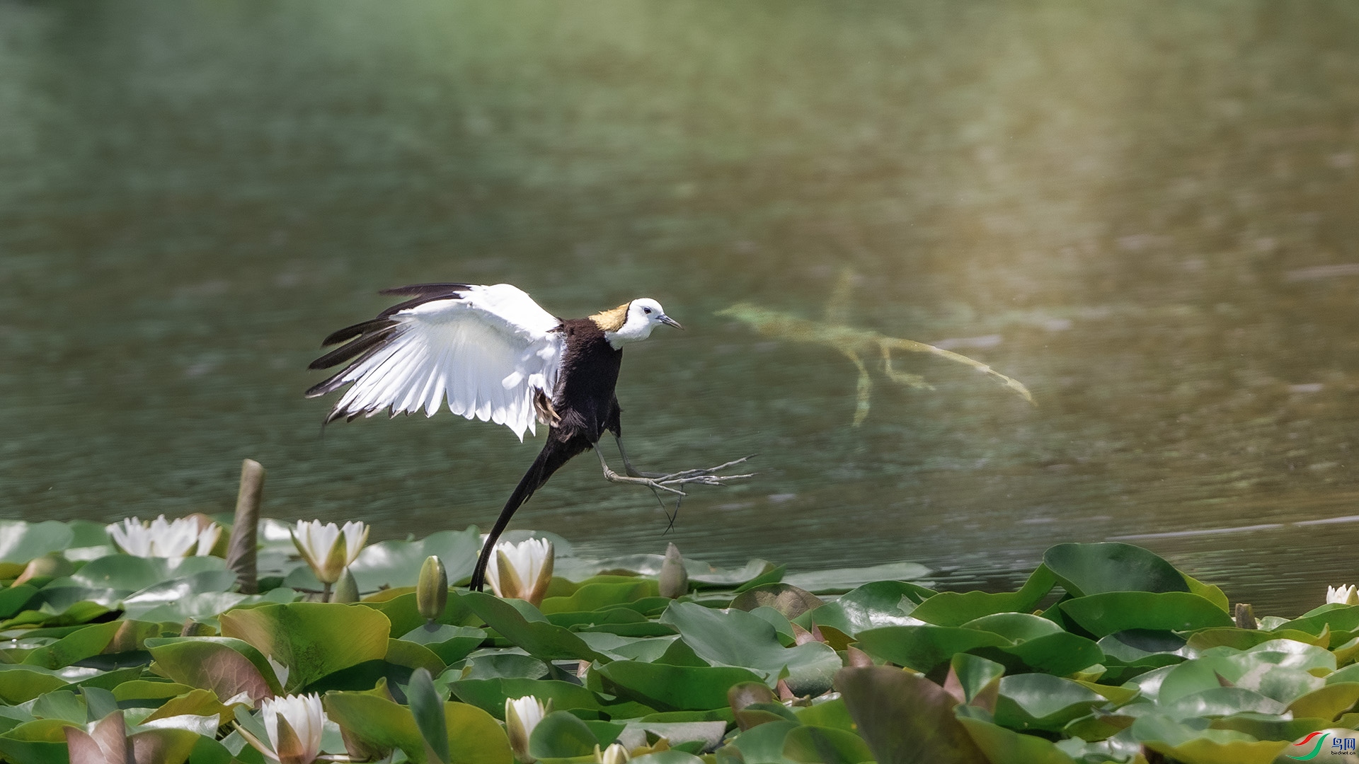 DSC_6251 ����.jpg