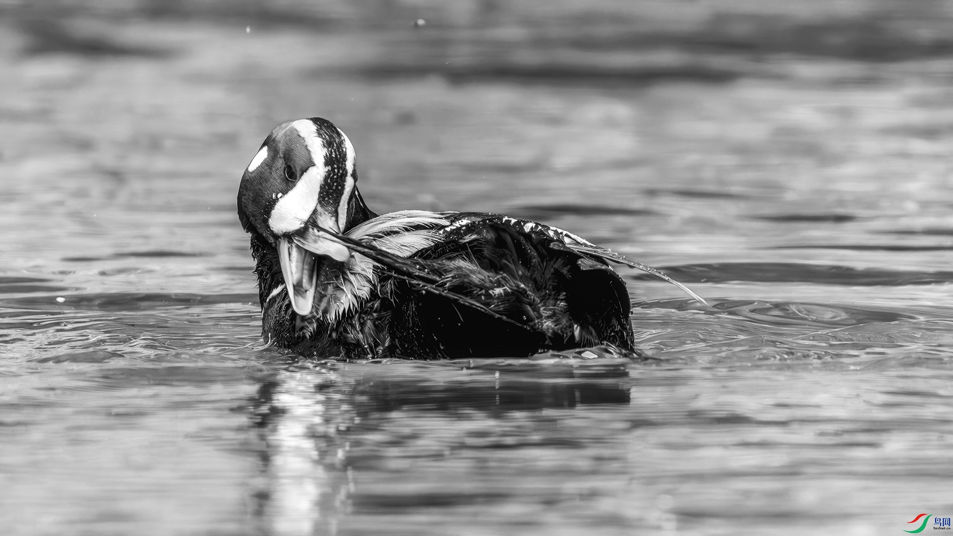 DSC04093-����ǿ-NR ���� 2.jpg