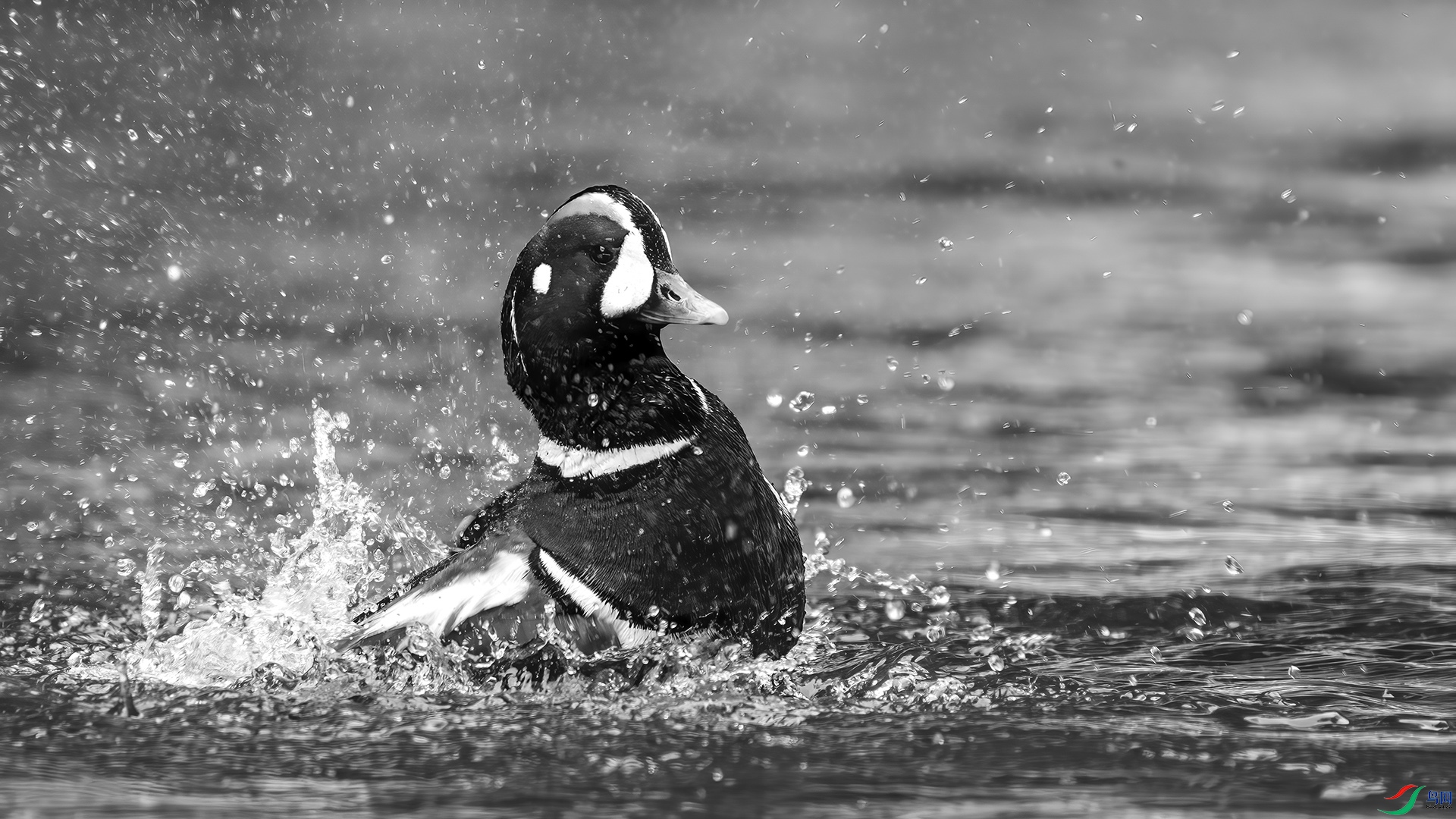 DSC04153-����ǿ-NR ���� 2.jpg