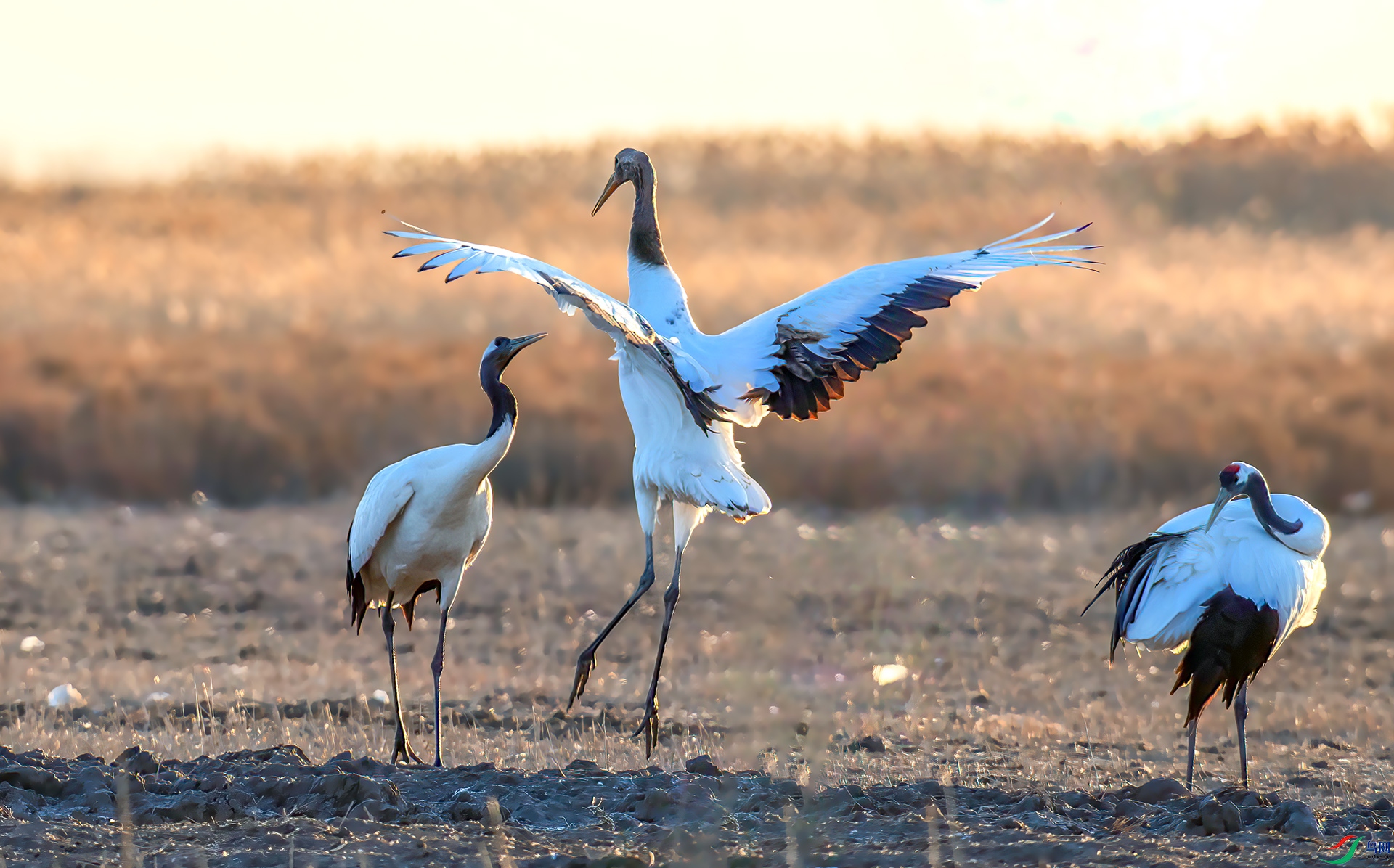 AS7I7998 ����-Sh----1 .jpg