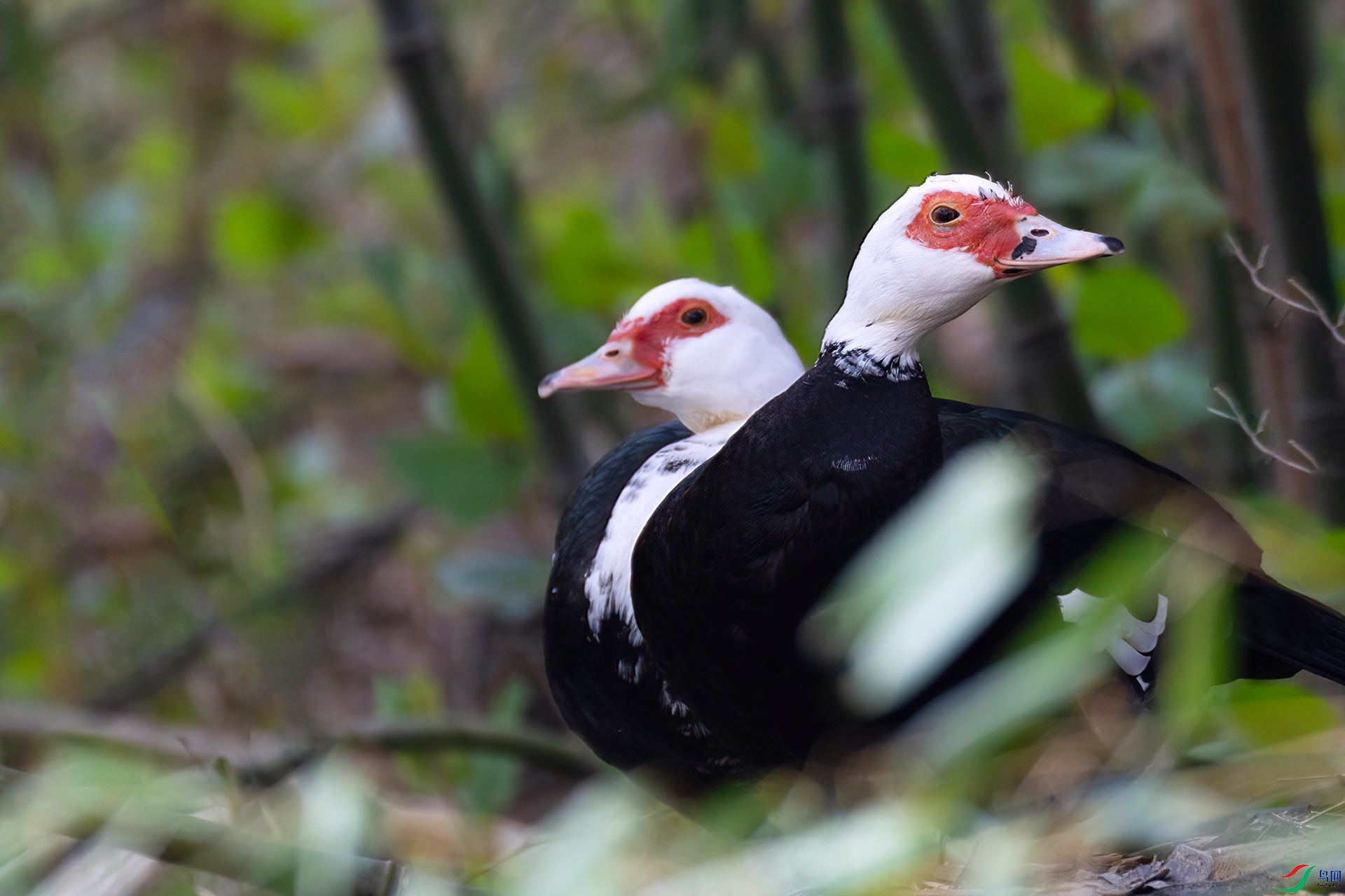 060A0434 ����-Sha---1 .jpg