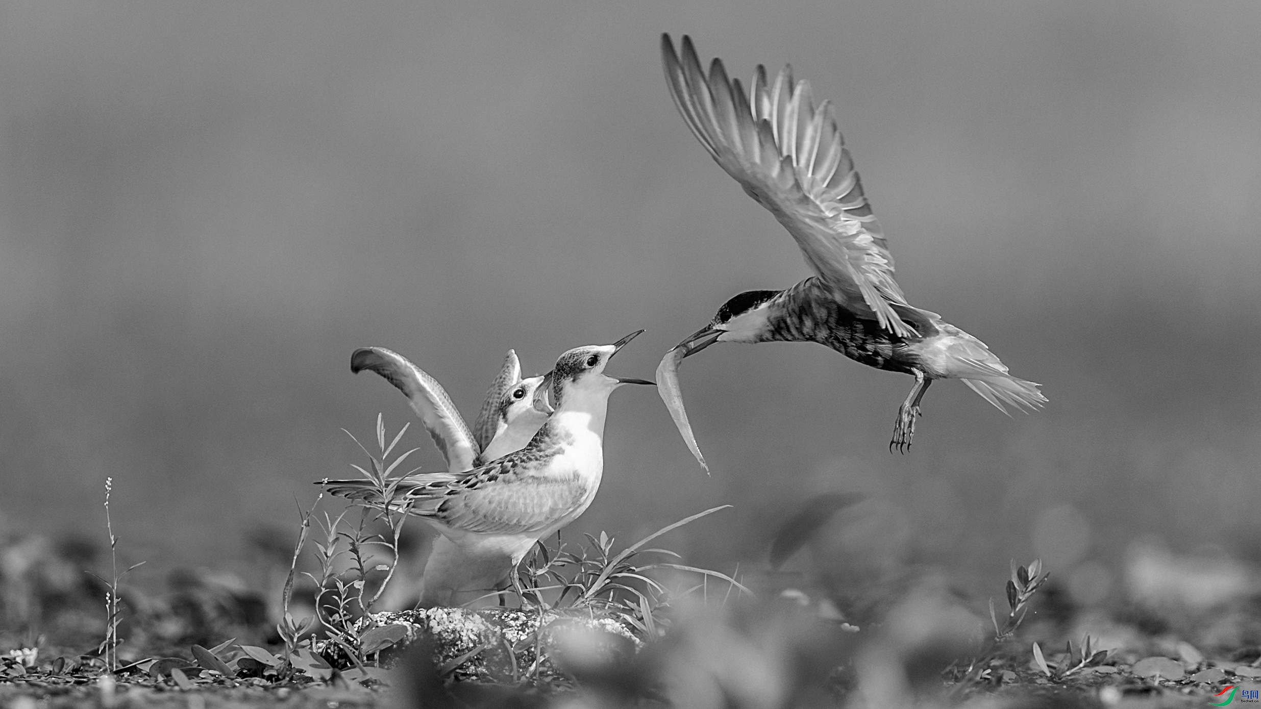 C09R3682 ����1.jpg