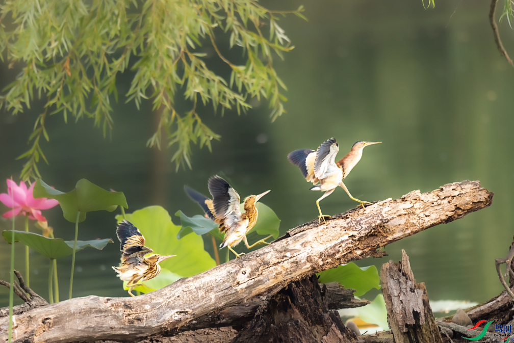 �������ѡ�ģ�£��ٻ��Ա������xianqin  8.png