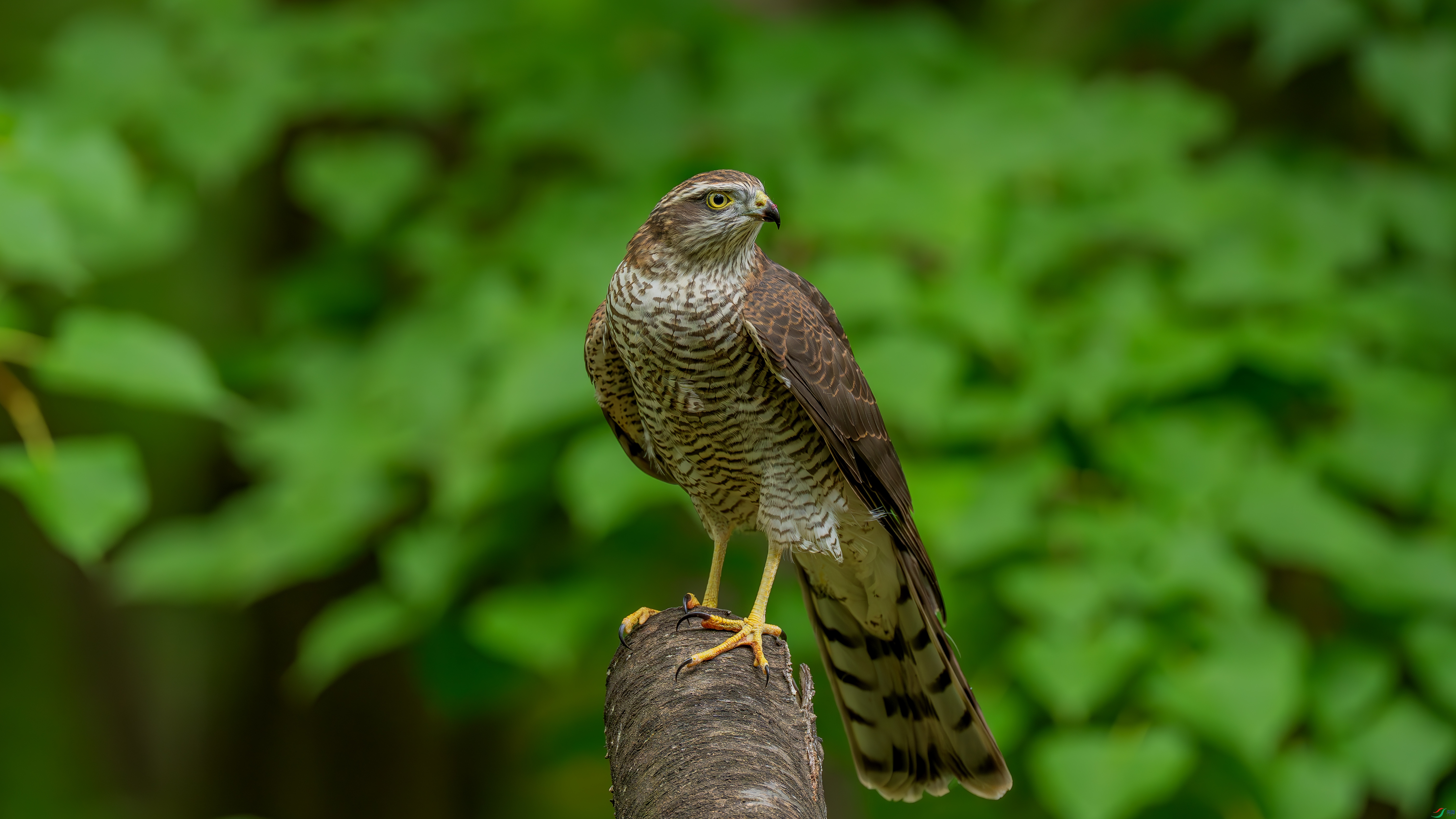 _DSC0297-ȸӥ.jpg