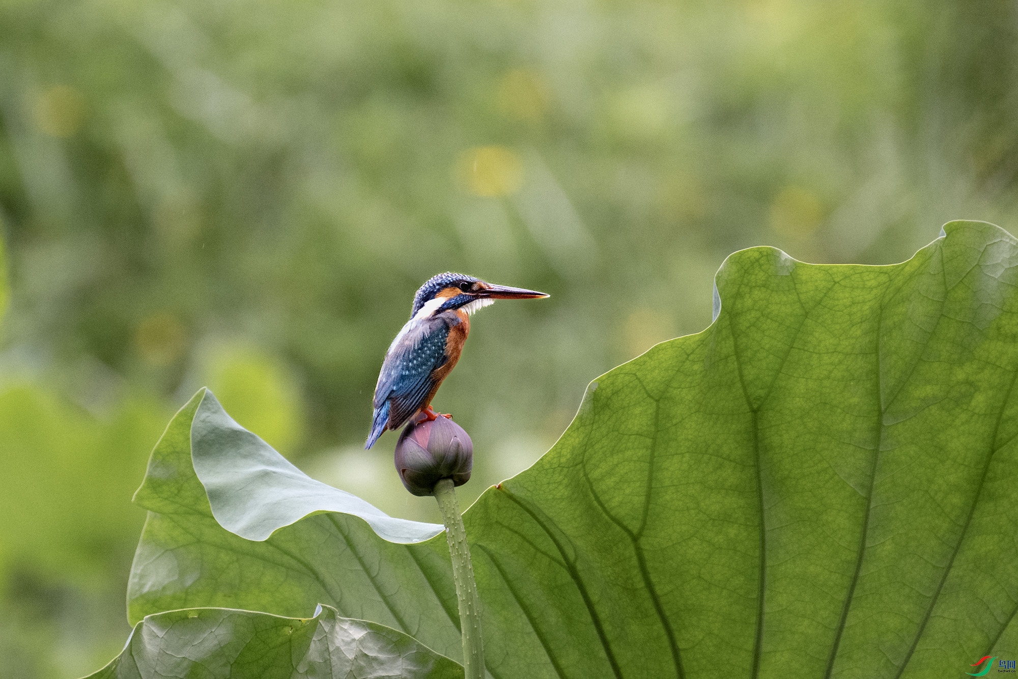 DSC_5884.jpg