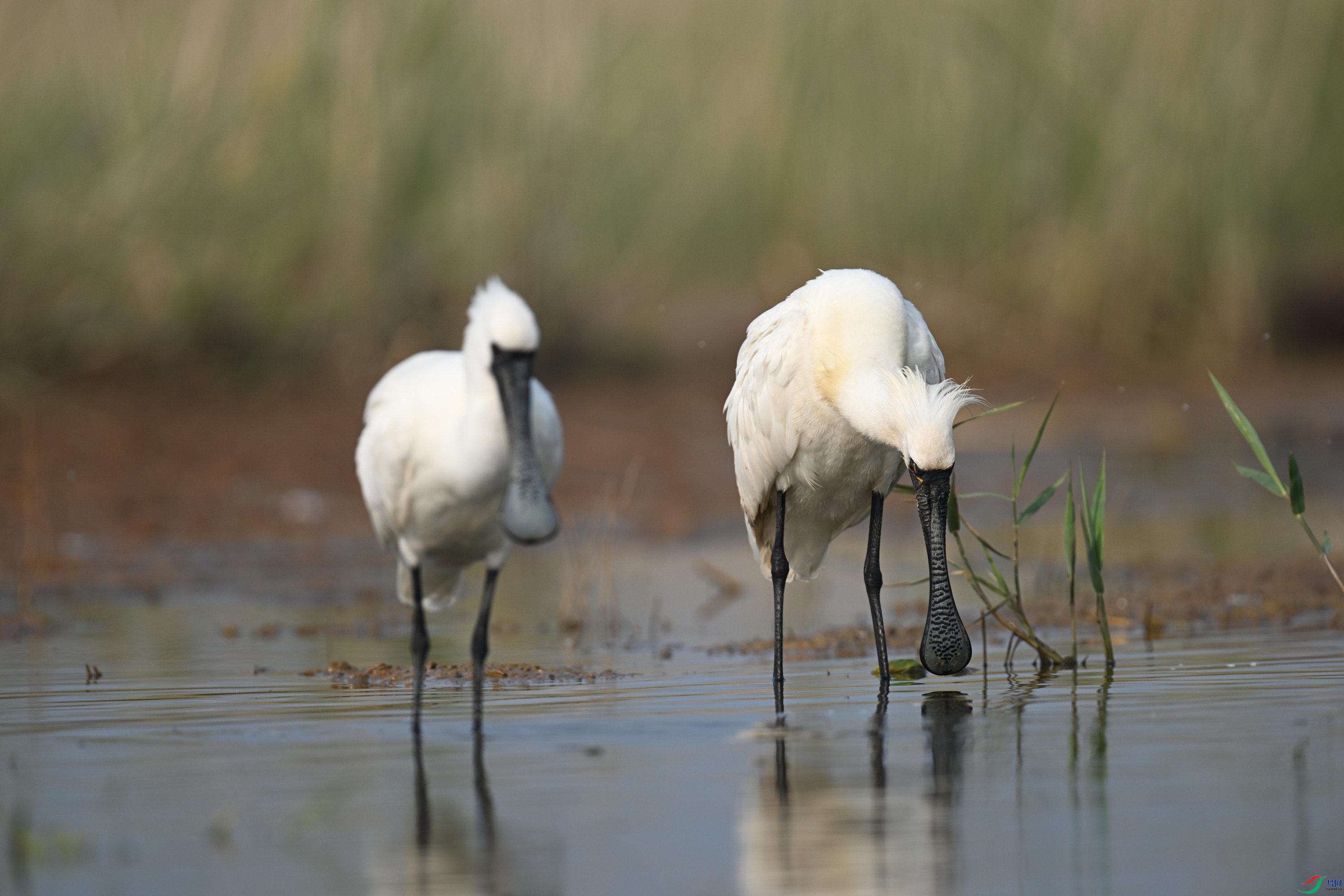 186.jpg
