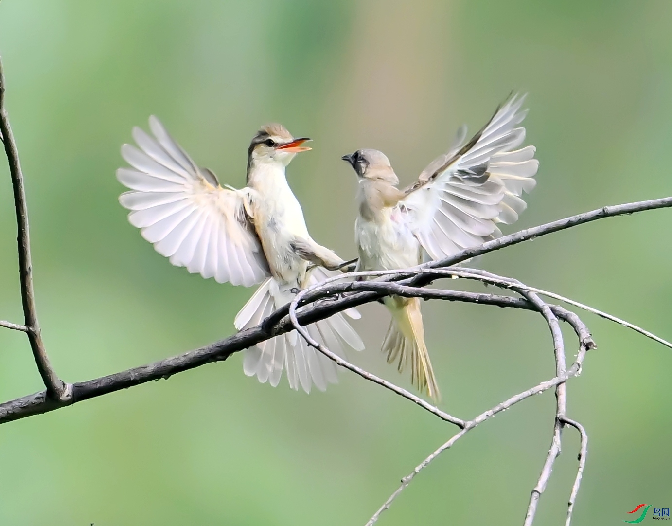 DSC_9780---_conew1.jpg