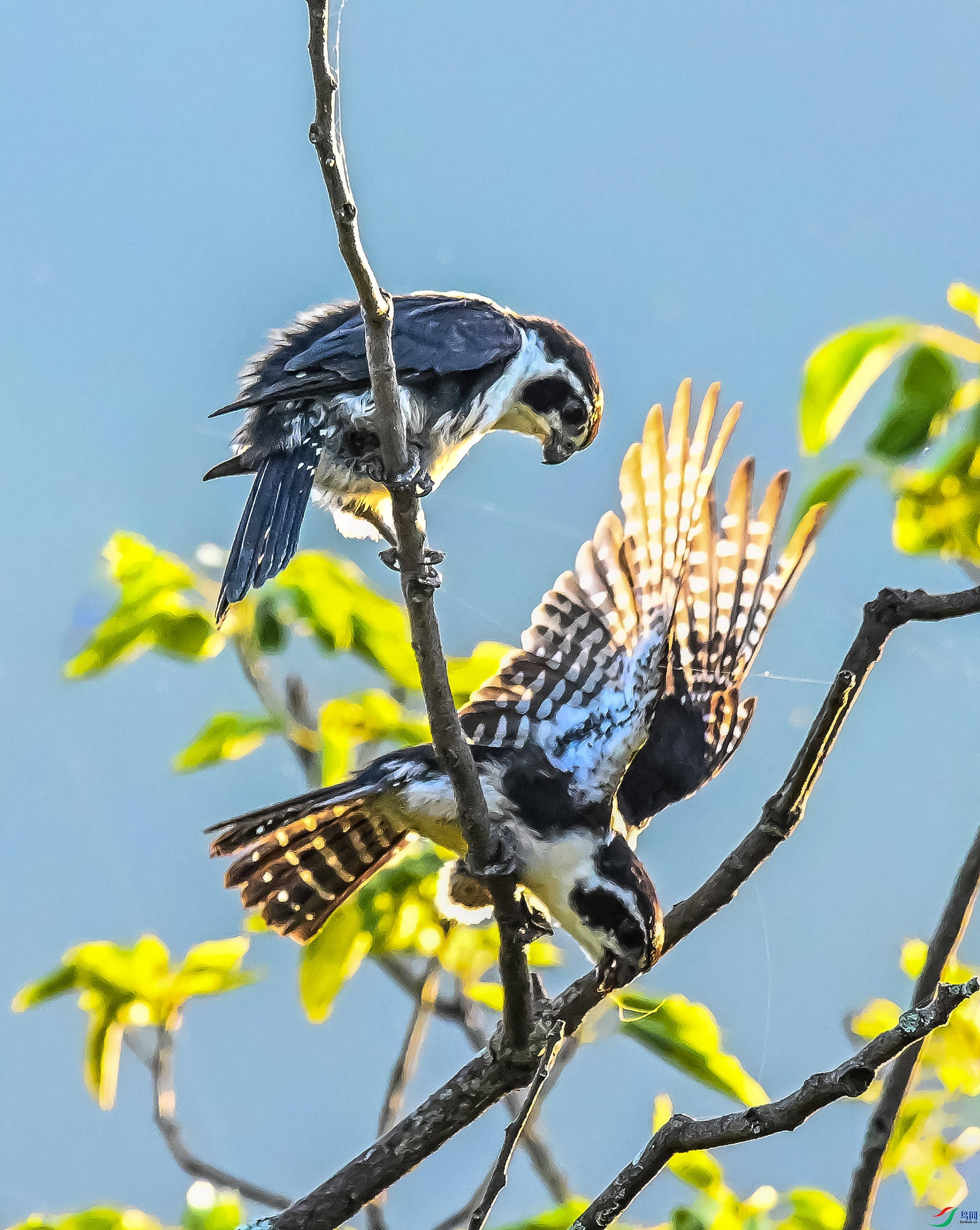 ����С��