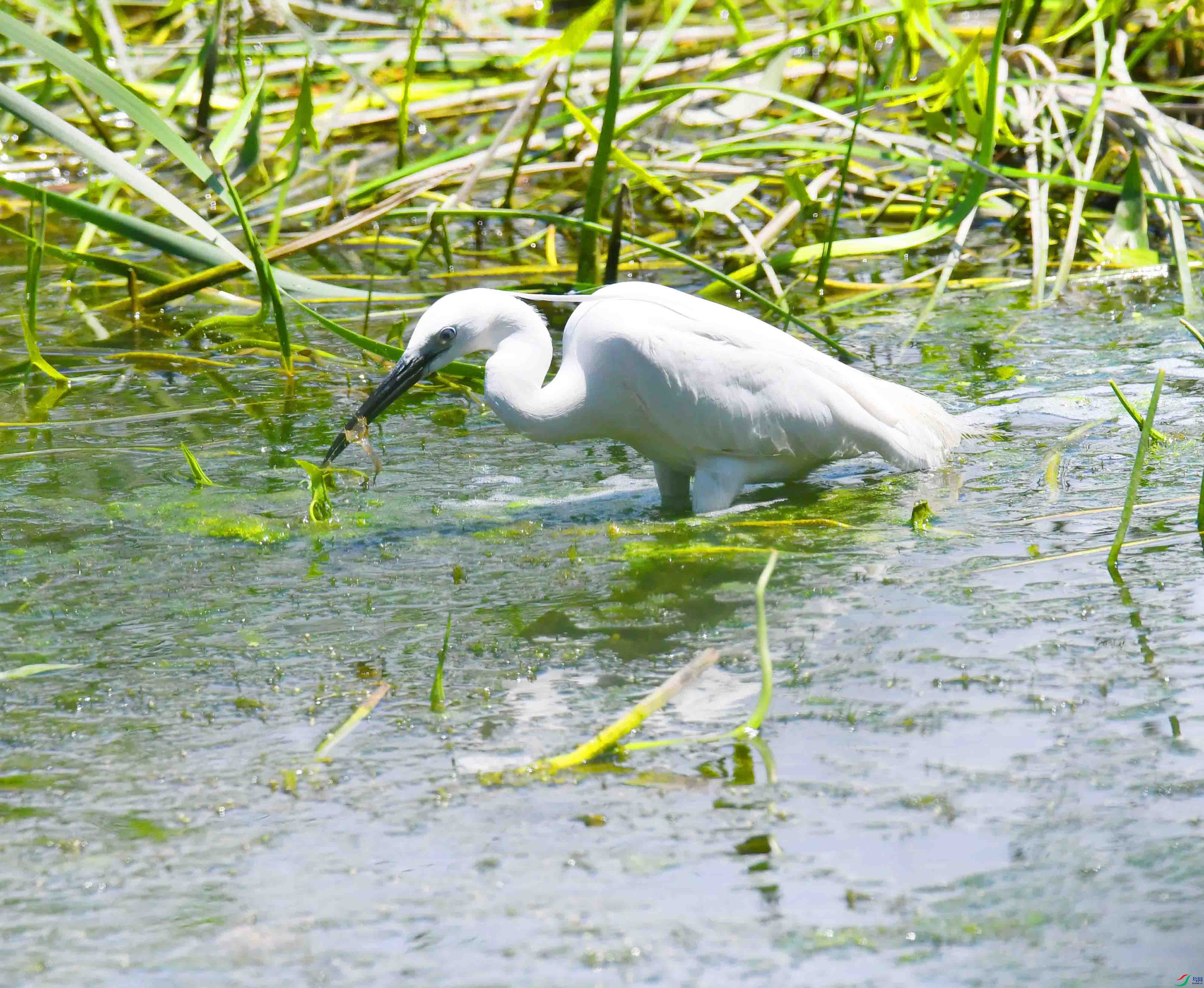 DSC_1042.JPG