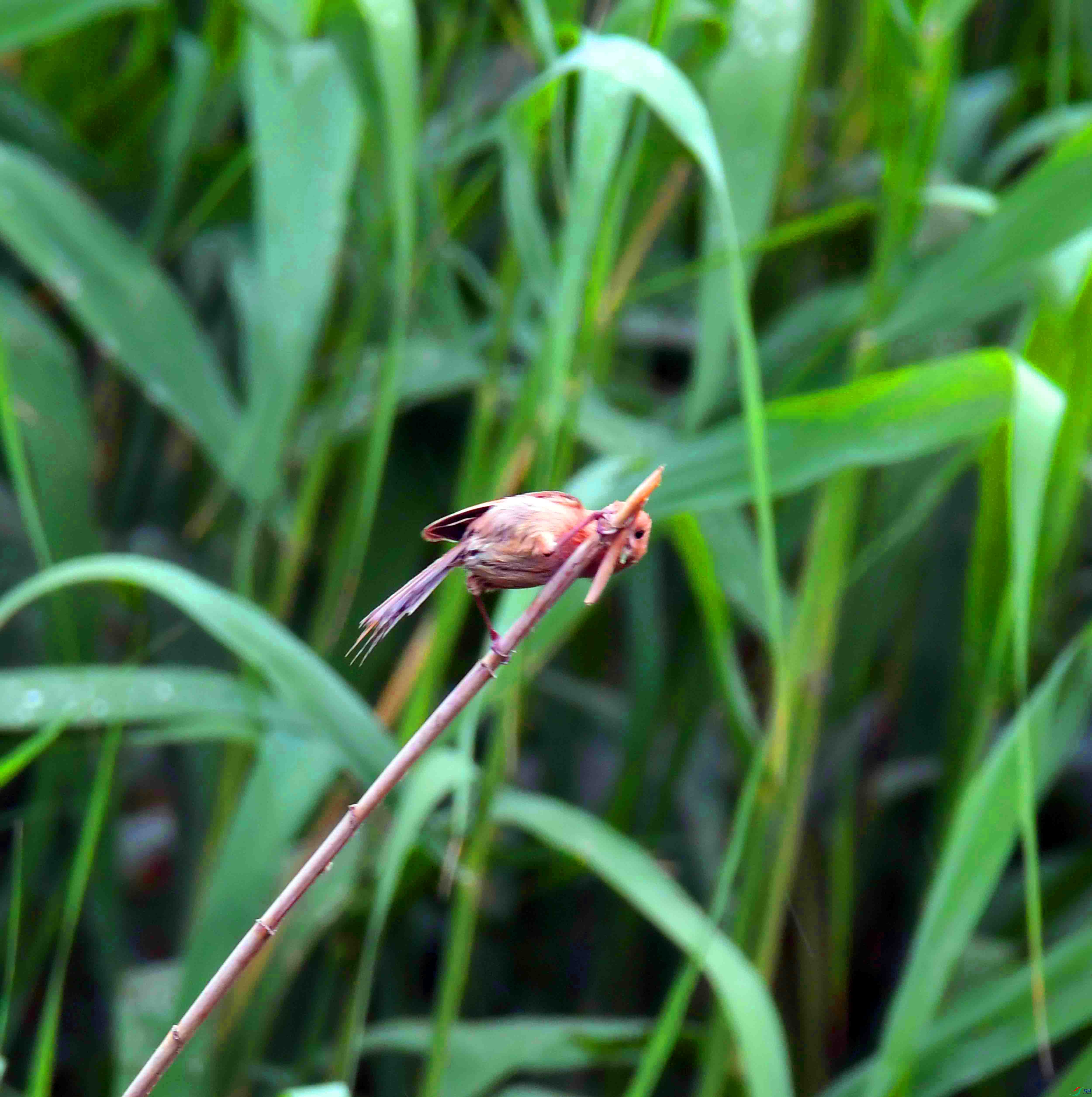 DSC_0456.JPG