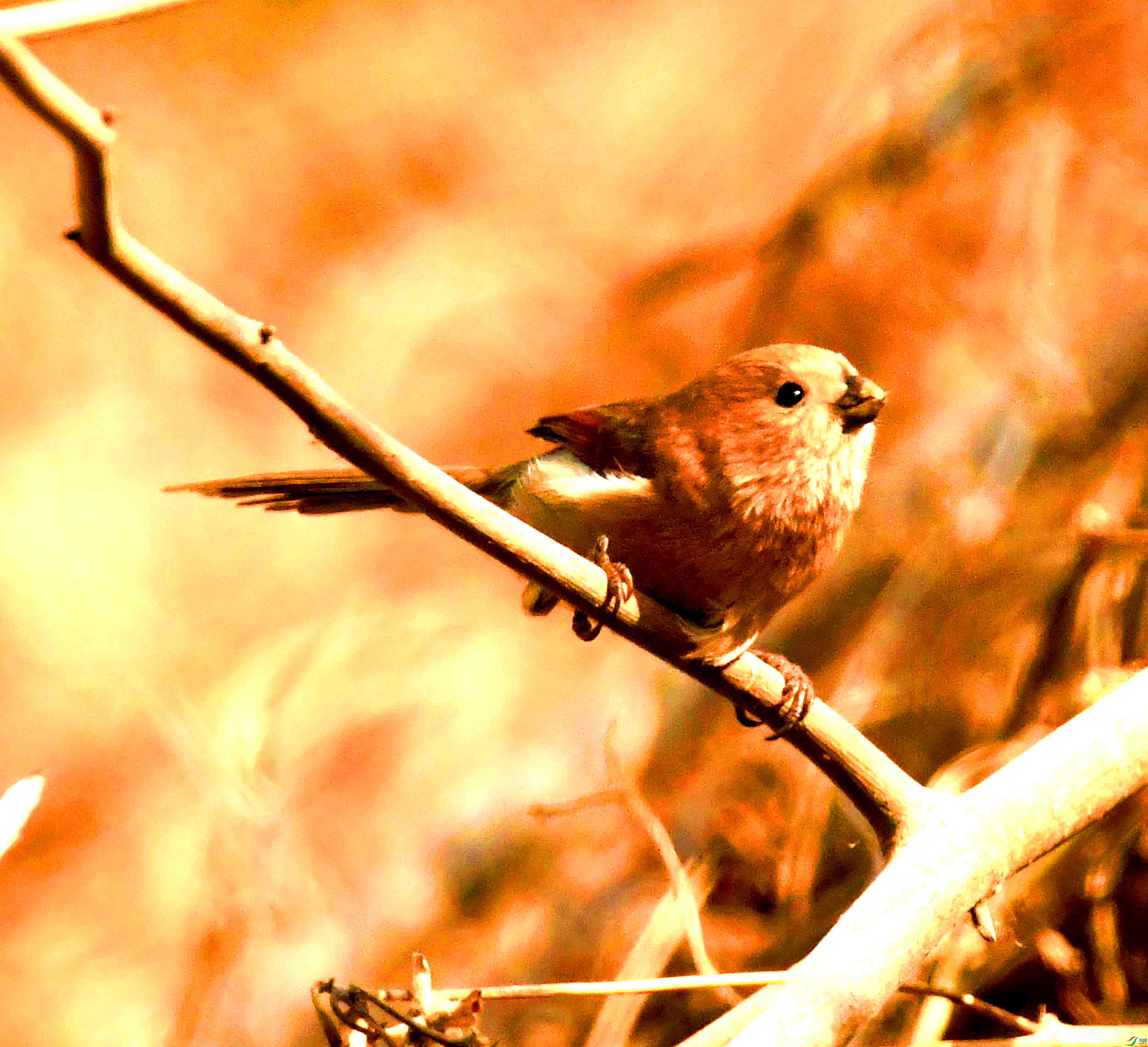 DSC_2089.JPG
