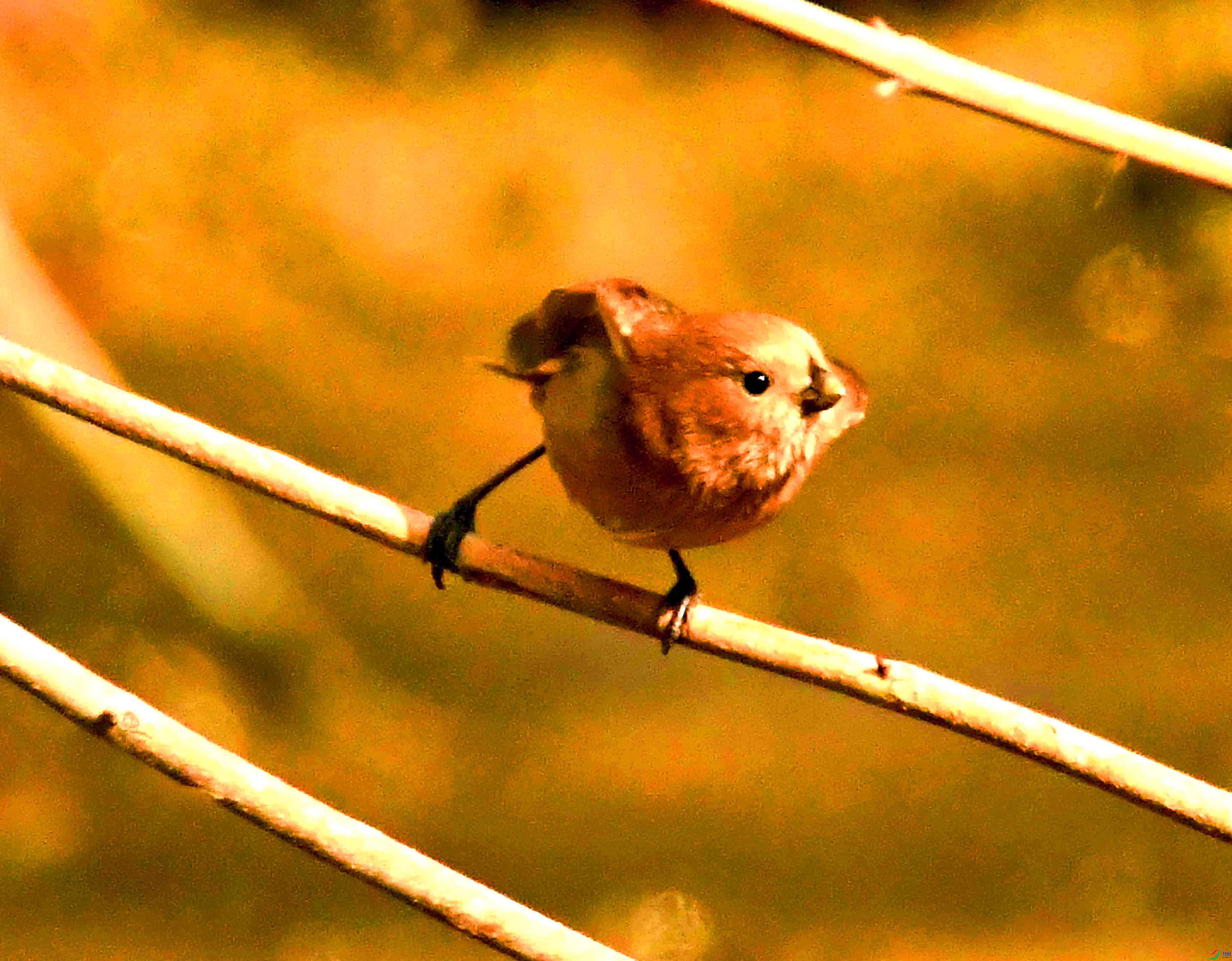 DSC_2096.JPG