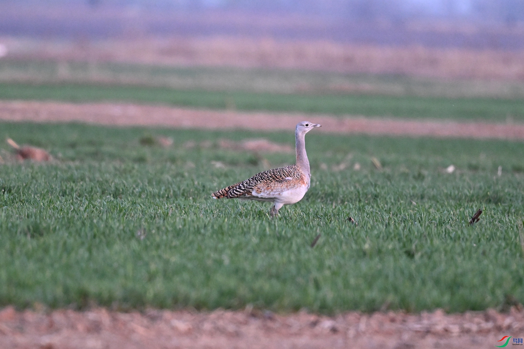 DSC_1584.JPG