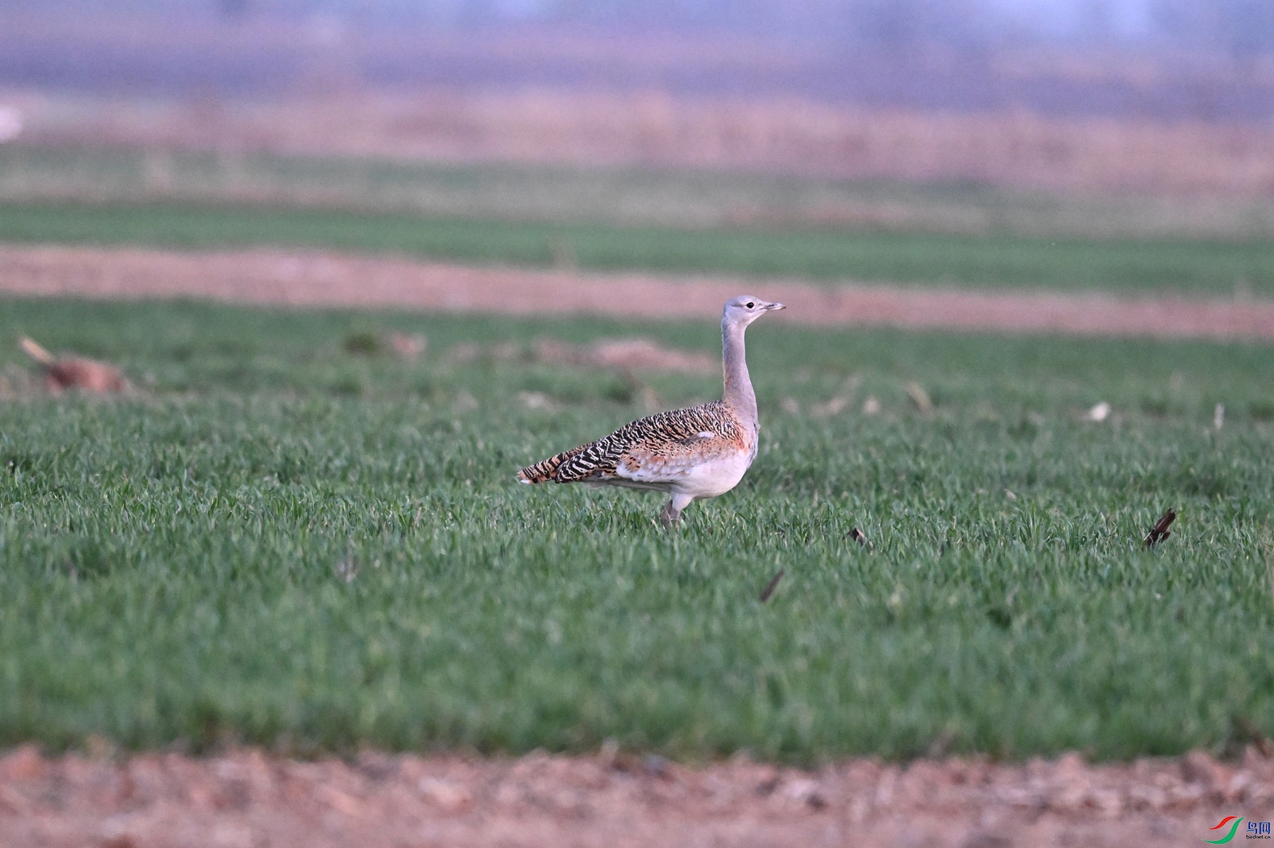 DSC_1586.JPG