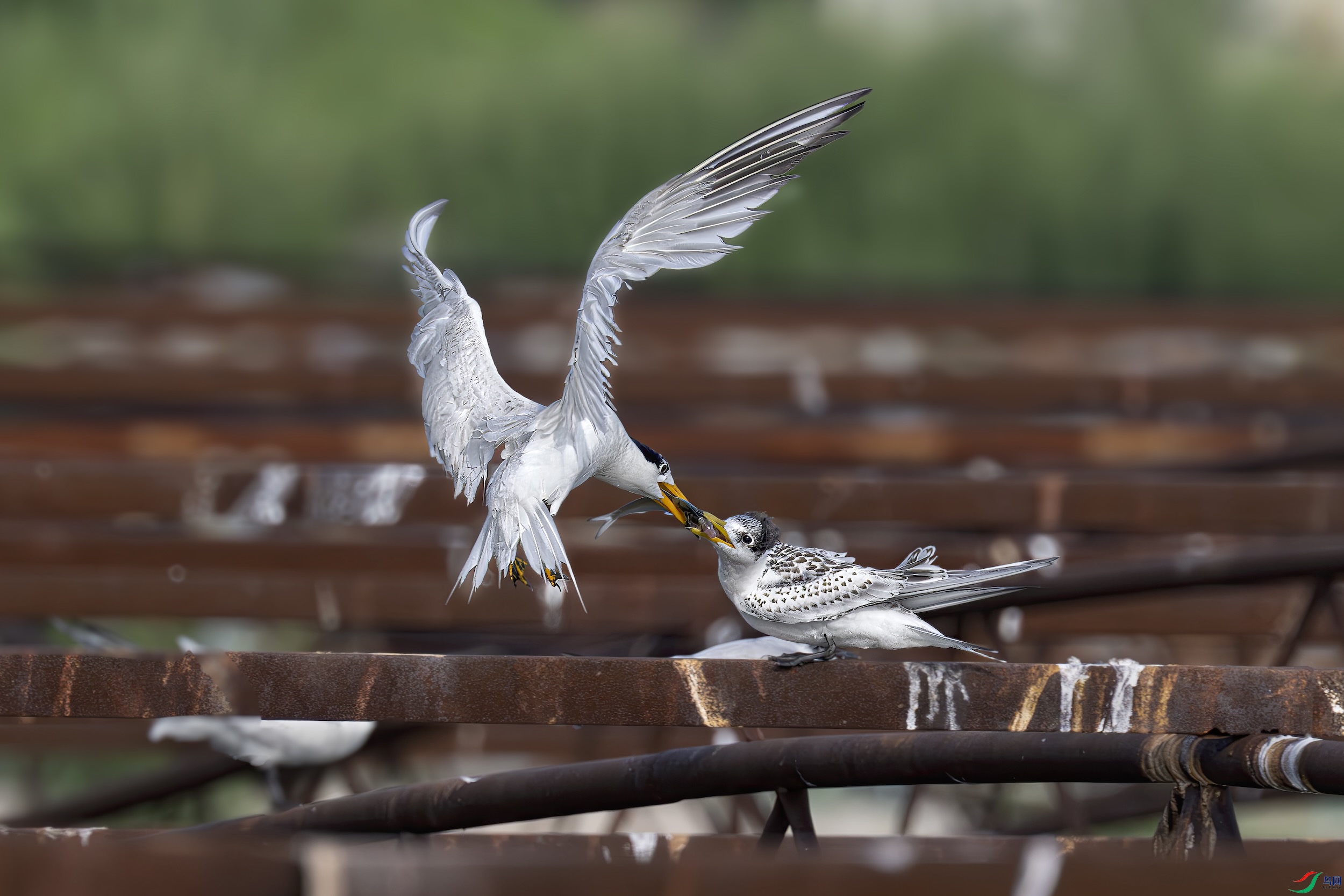 DSC_6439 ���� 2.jpeg