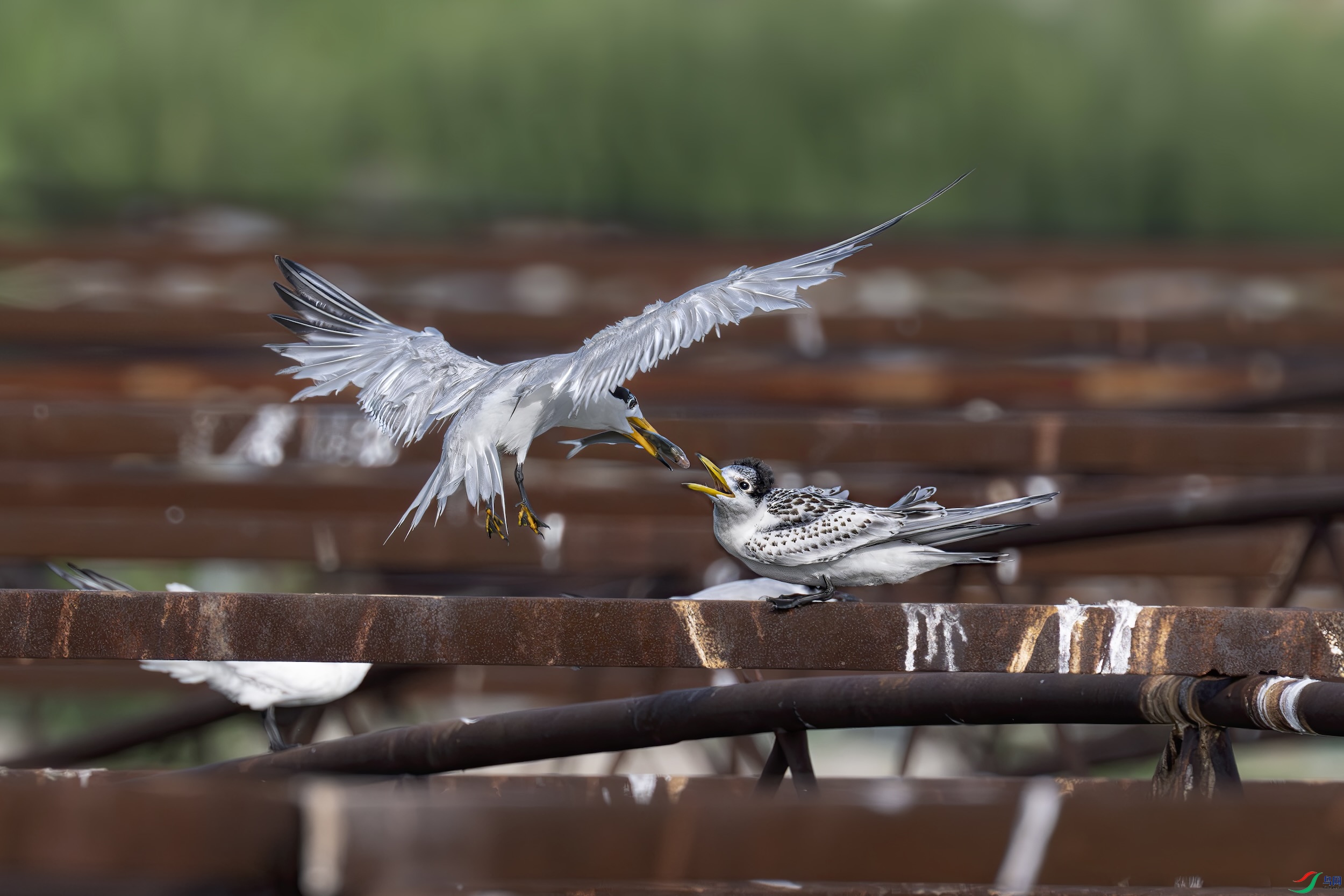 DSC_6438 p����.jpeg