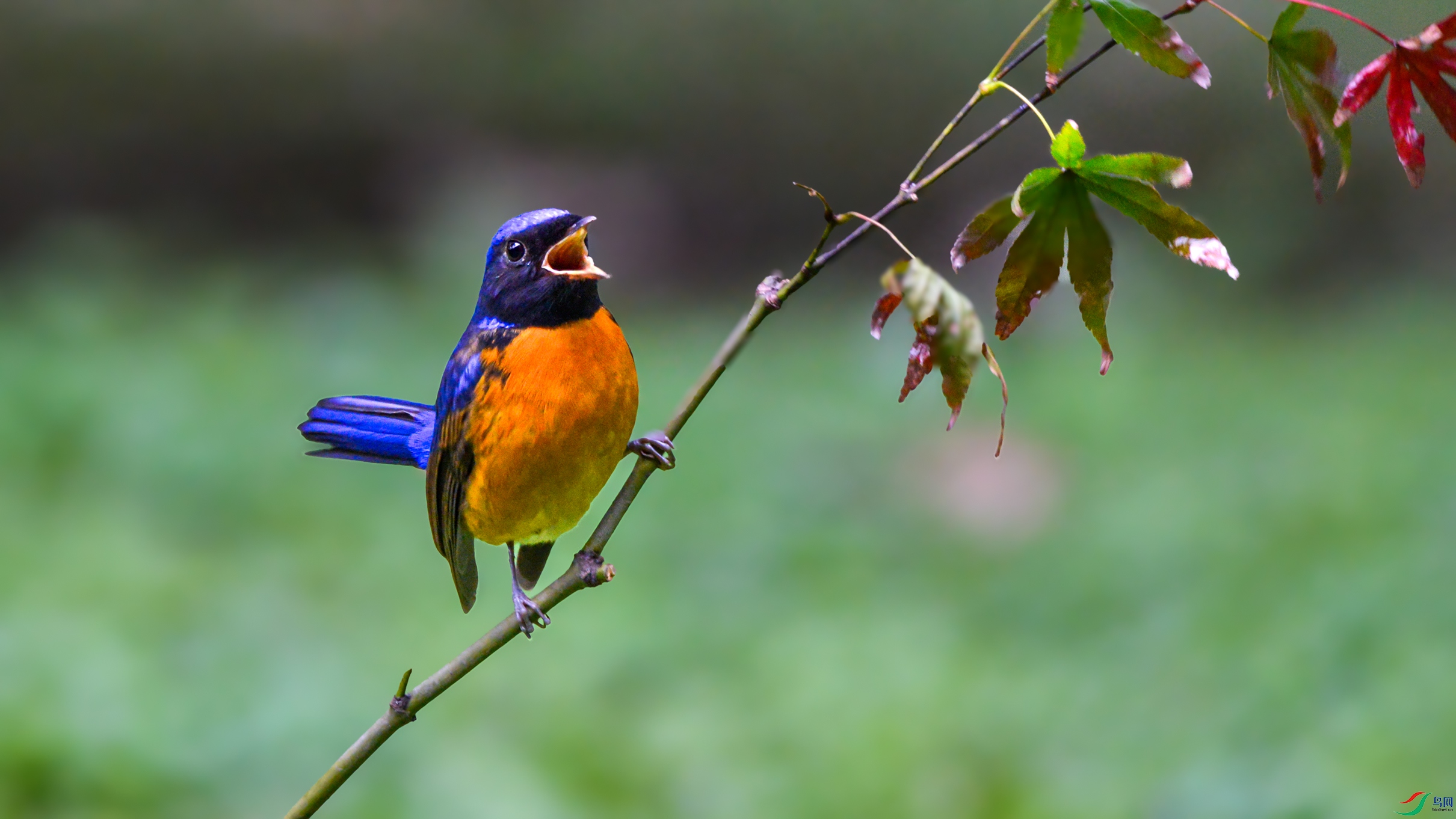 DSC_7764�ظ����l.jpg