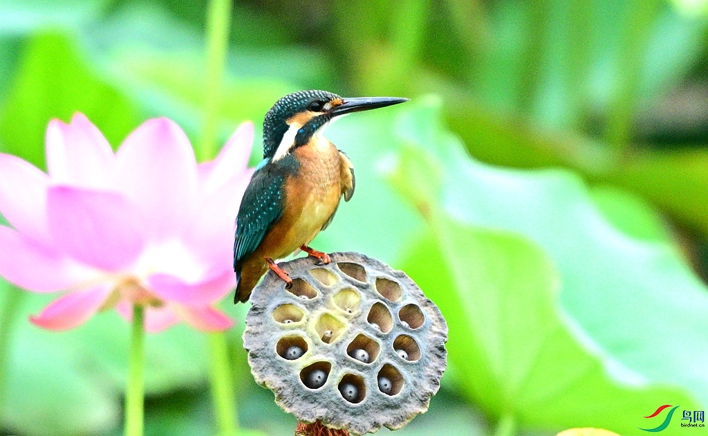DSC_6110.JPG