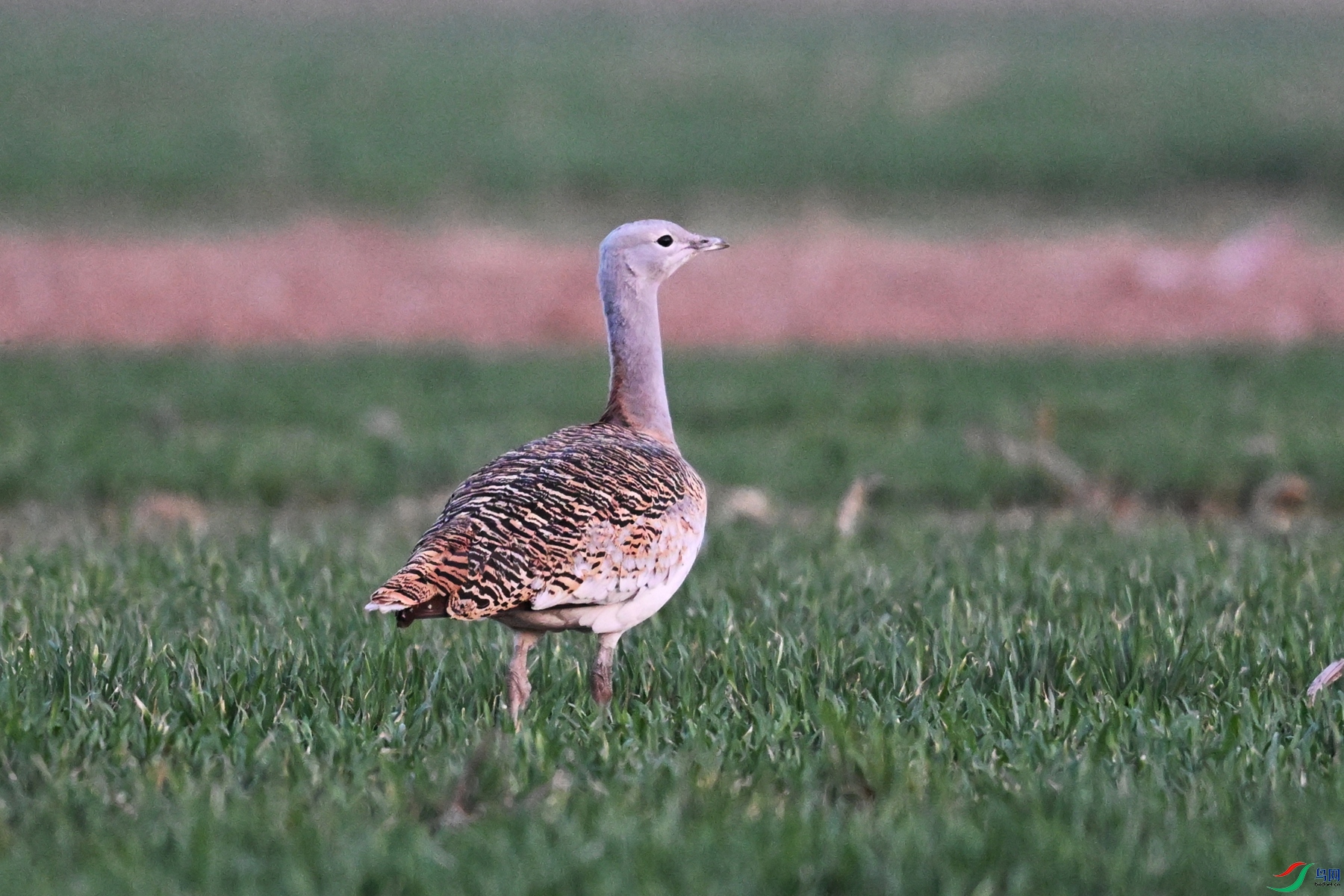 DSC_1624.JPG