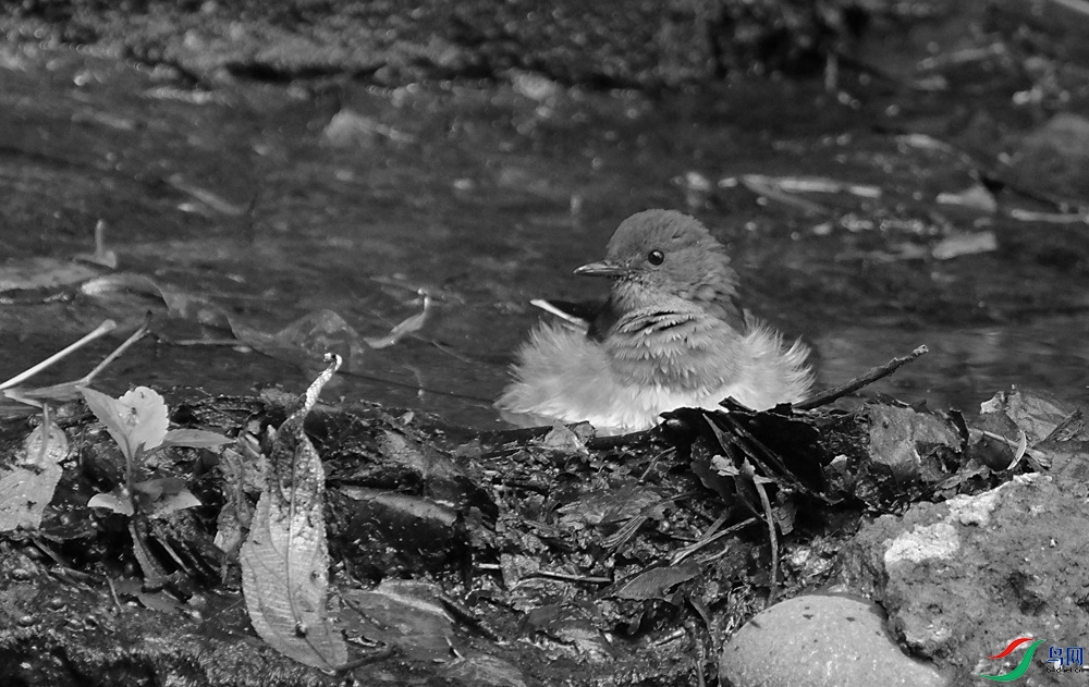 DSCF6503.1.jpg