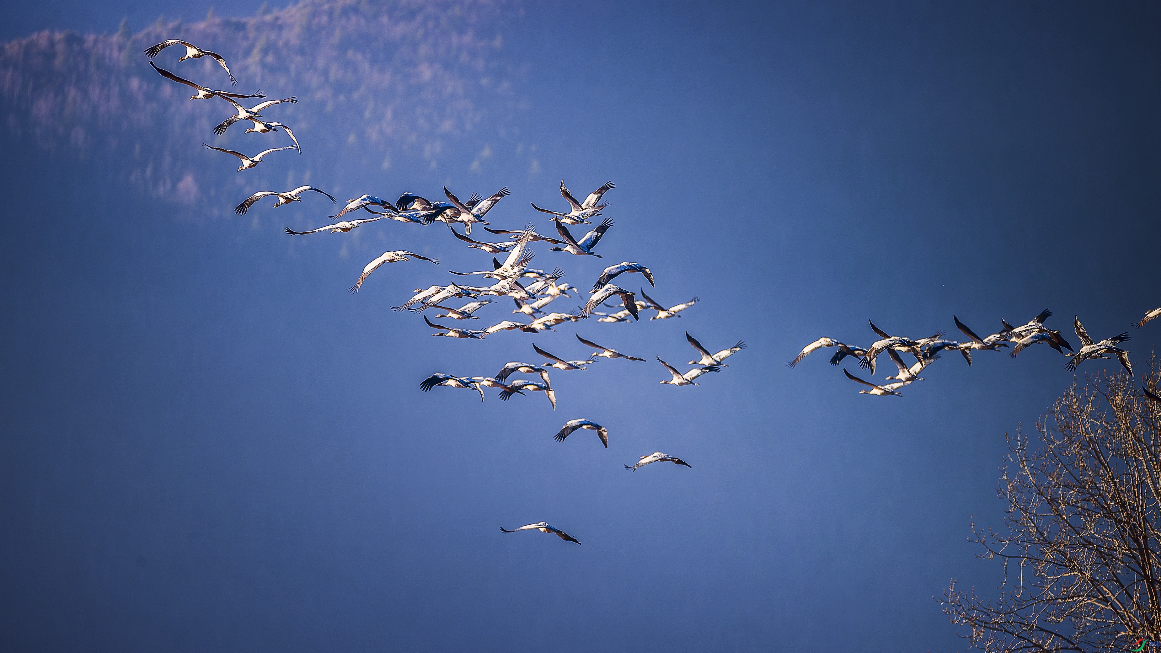 ���ս�ɽҫ�ɺ�