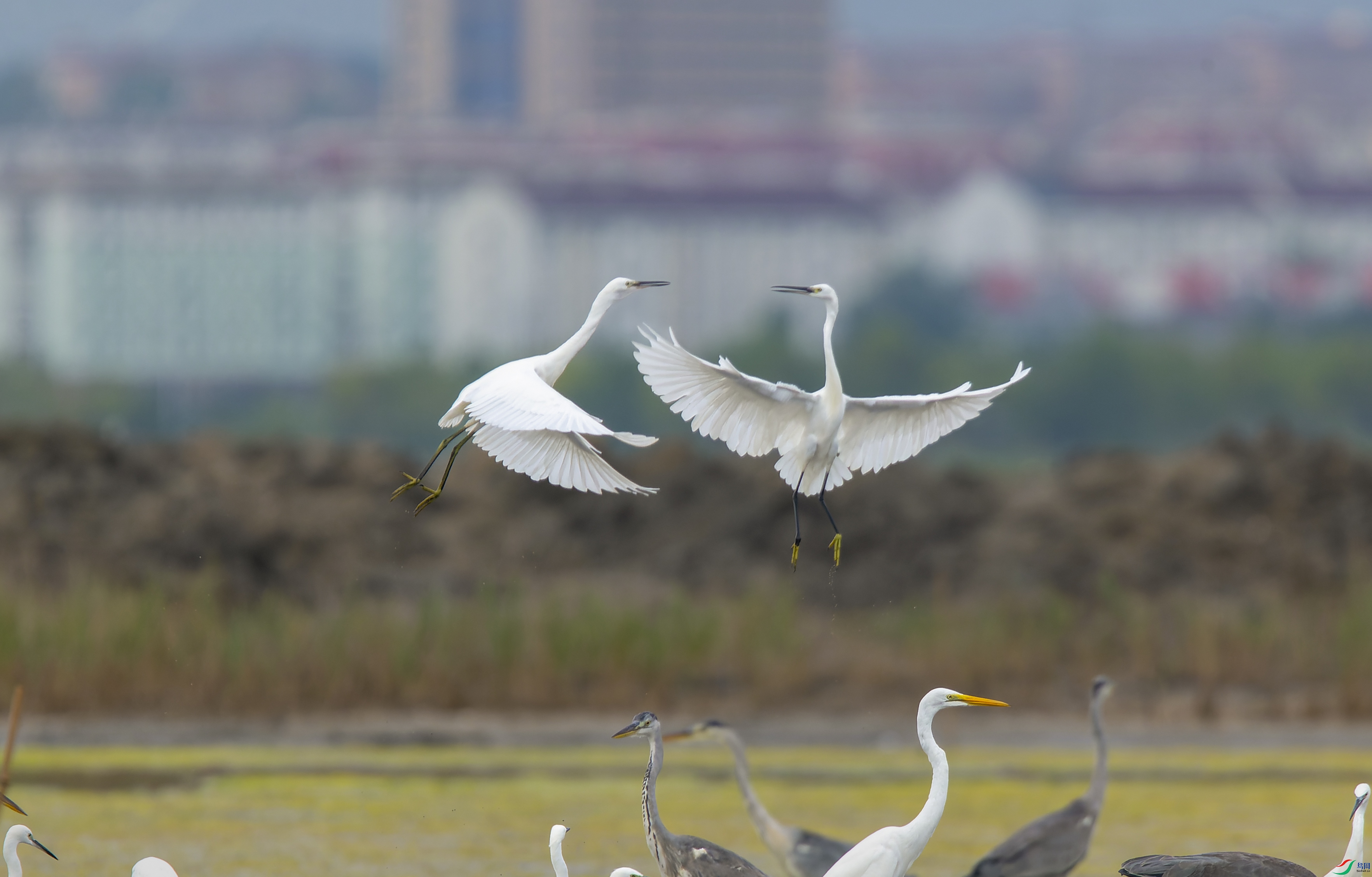 IMG_0286-CR2.jpg