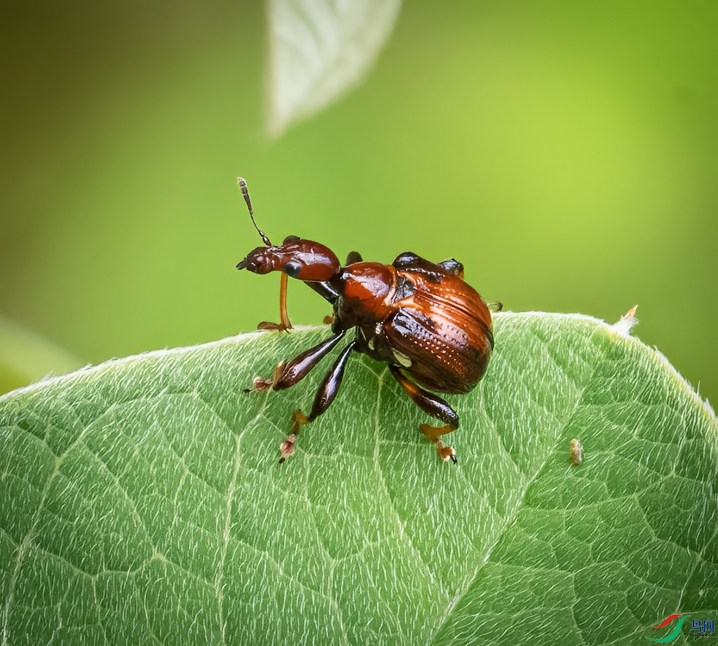 DSC_0715-topaz-denoise-sharpen-upscale-3x_����.jpg