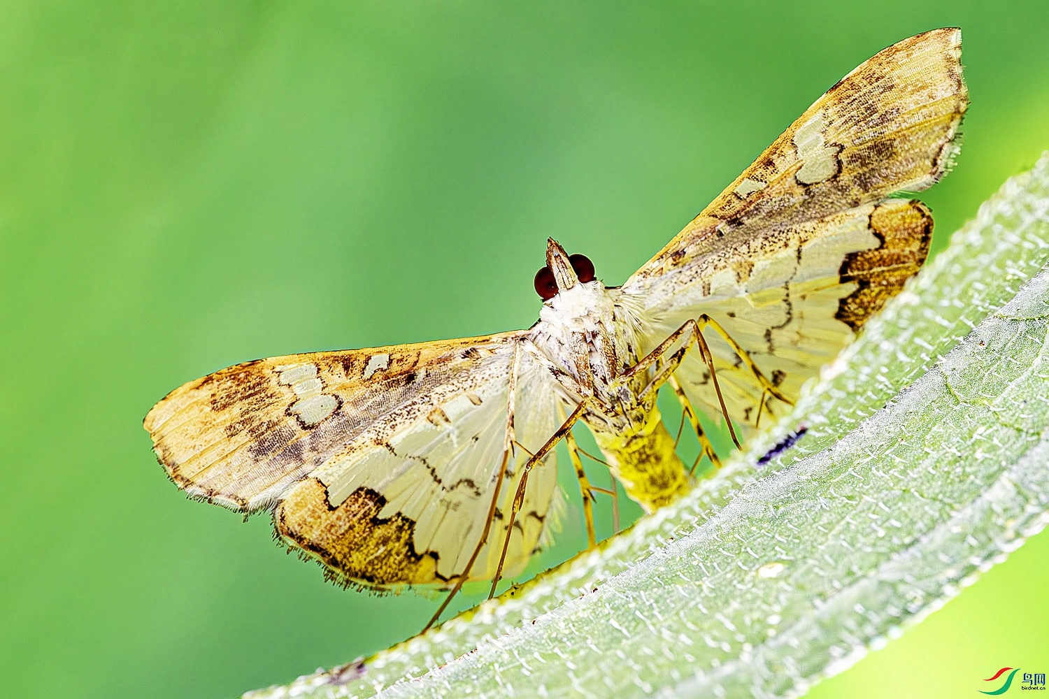 594A7104-����ǿ-NR_1.JPG
