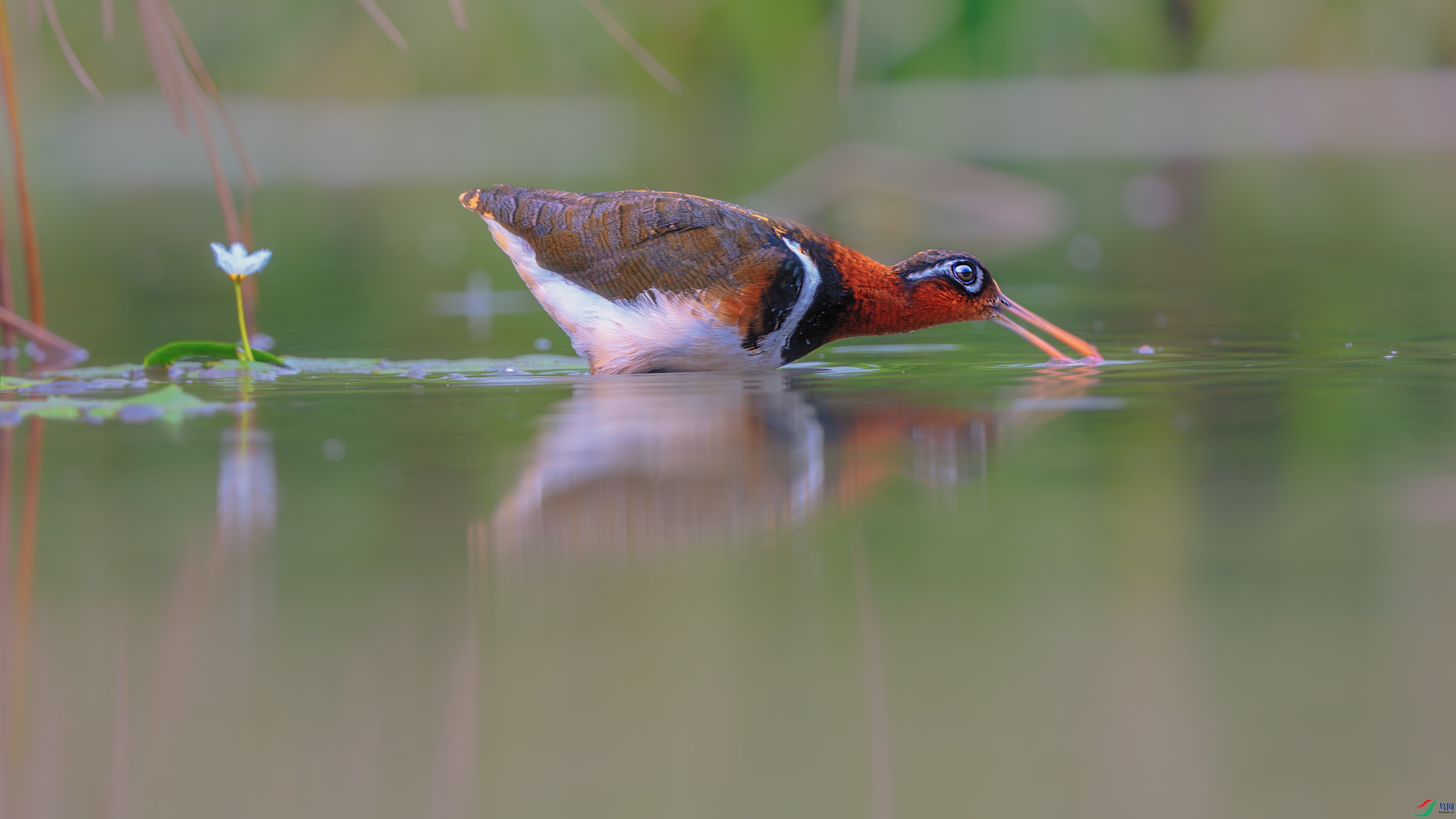 _DSC6346-����ǿ-NR ����1.jpg