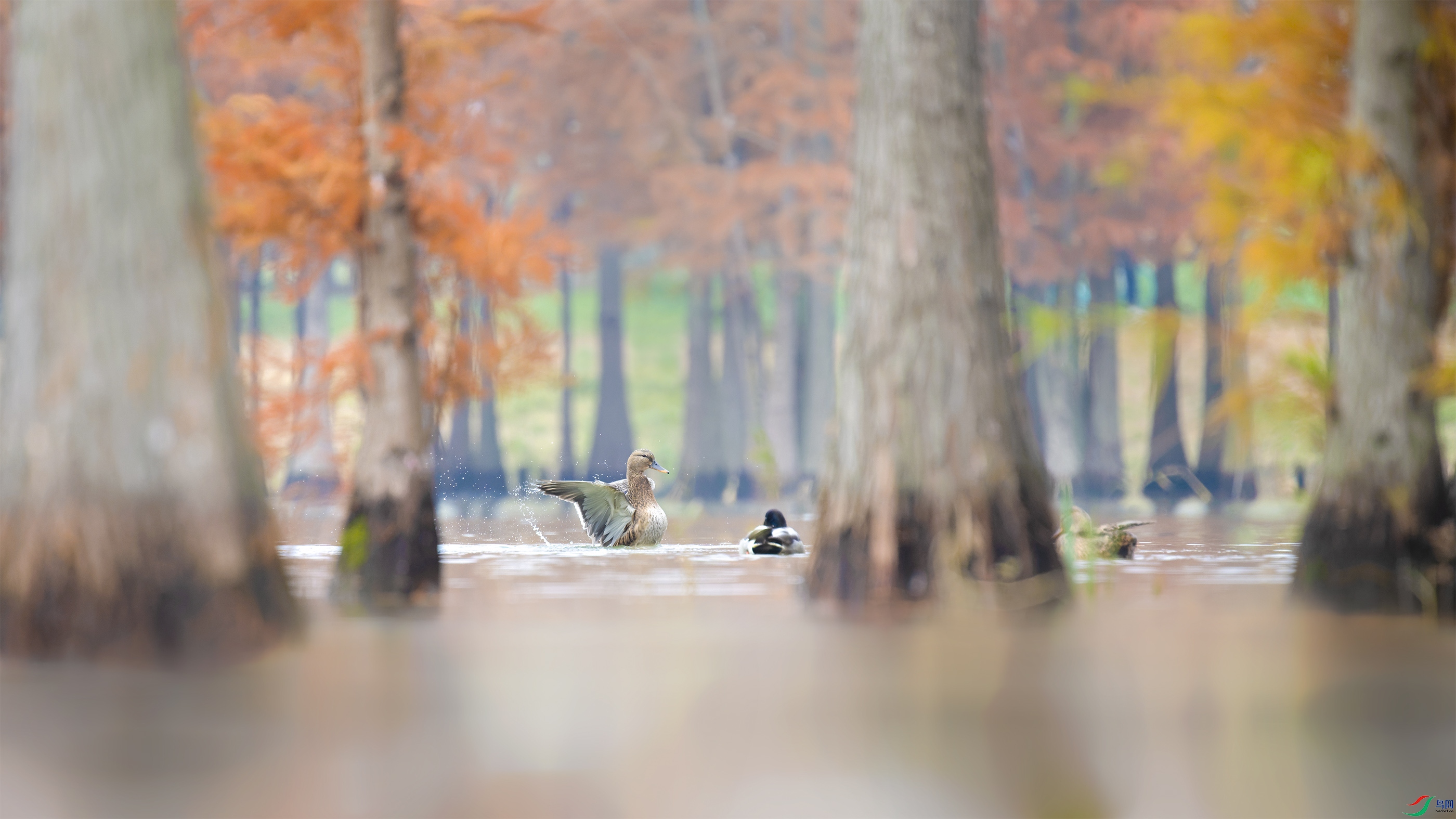 _DSC6871_DxO.jpg