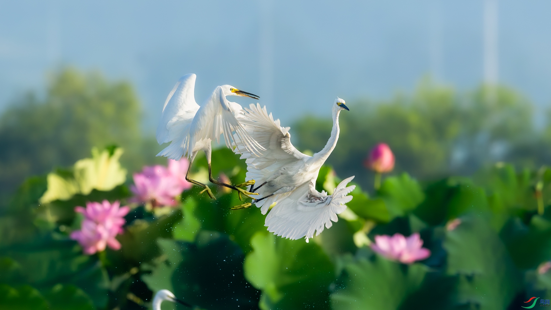 _M8A2343-����ǿ-NR.jpg