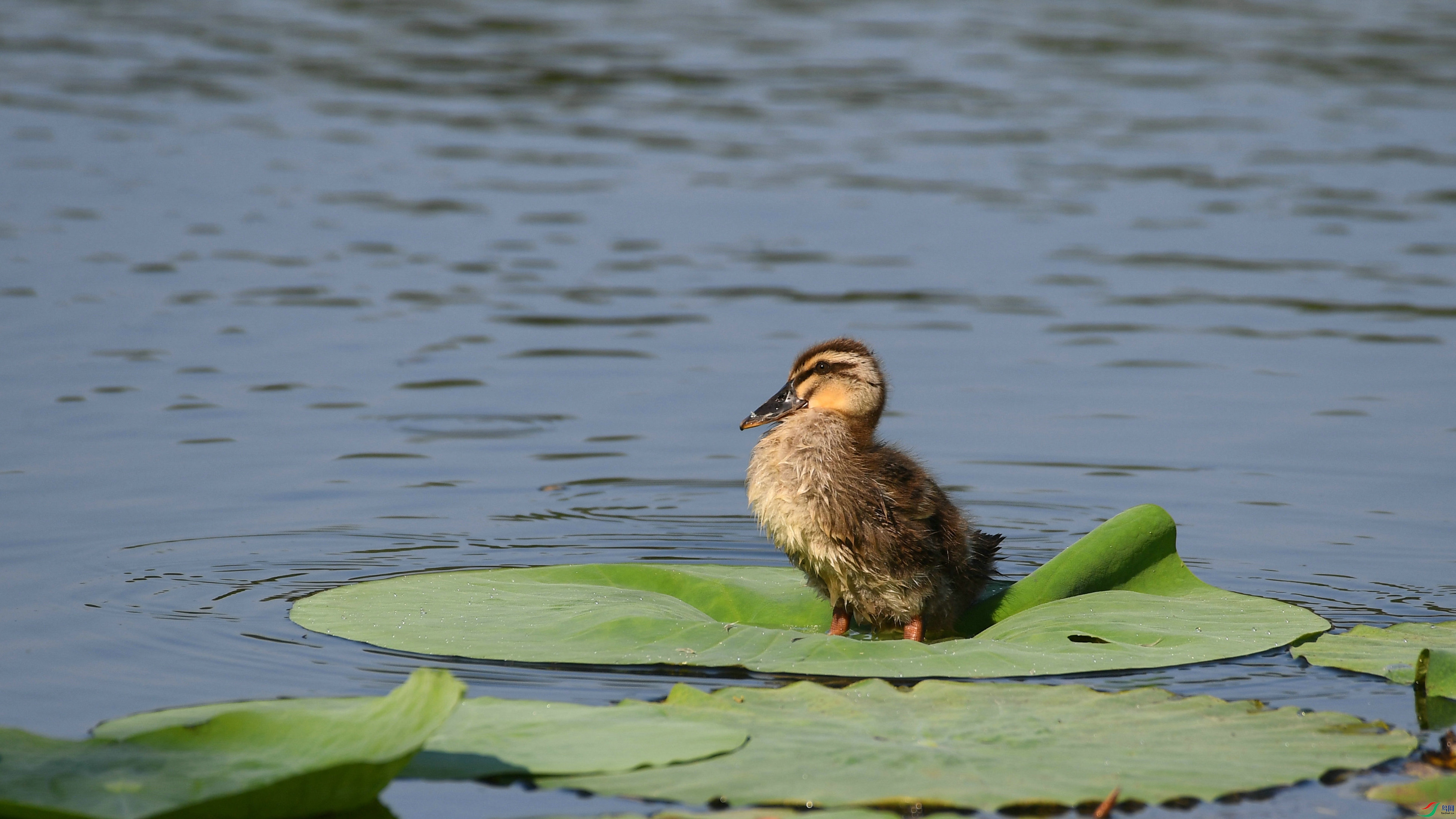 DSC_7272.JPG