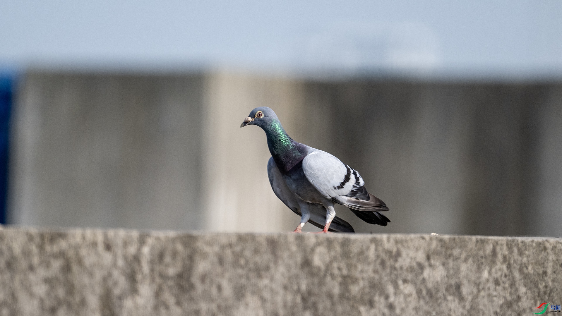 DSC_0861 ����.jpg