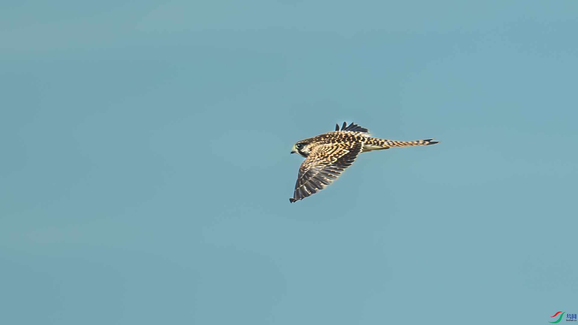 DSC_0825-����ǿ-NR ����.jpg