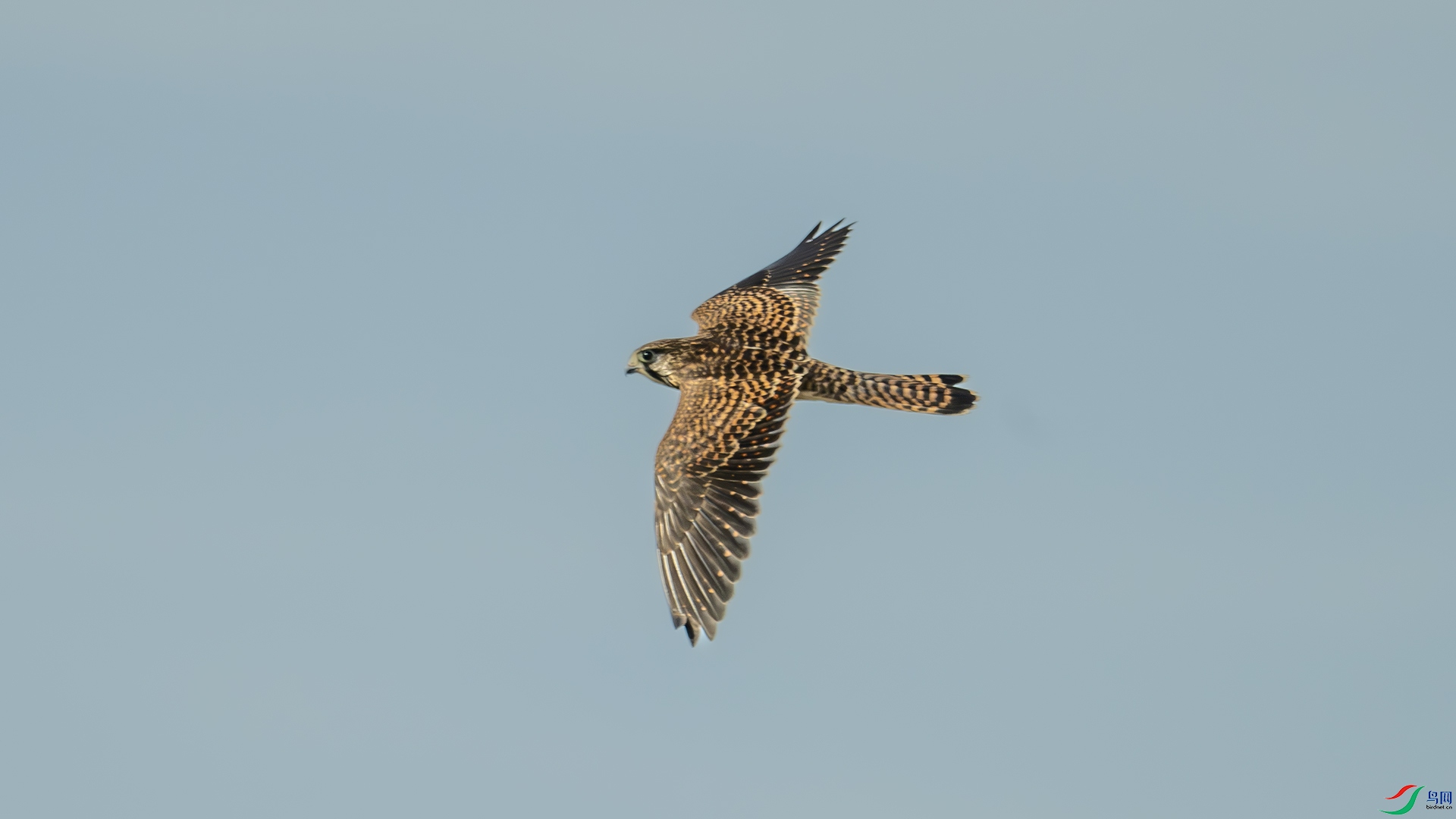 DSC_0821-����ǿ-NR ����.jpg