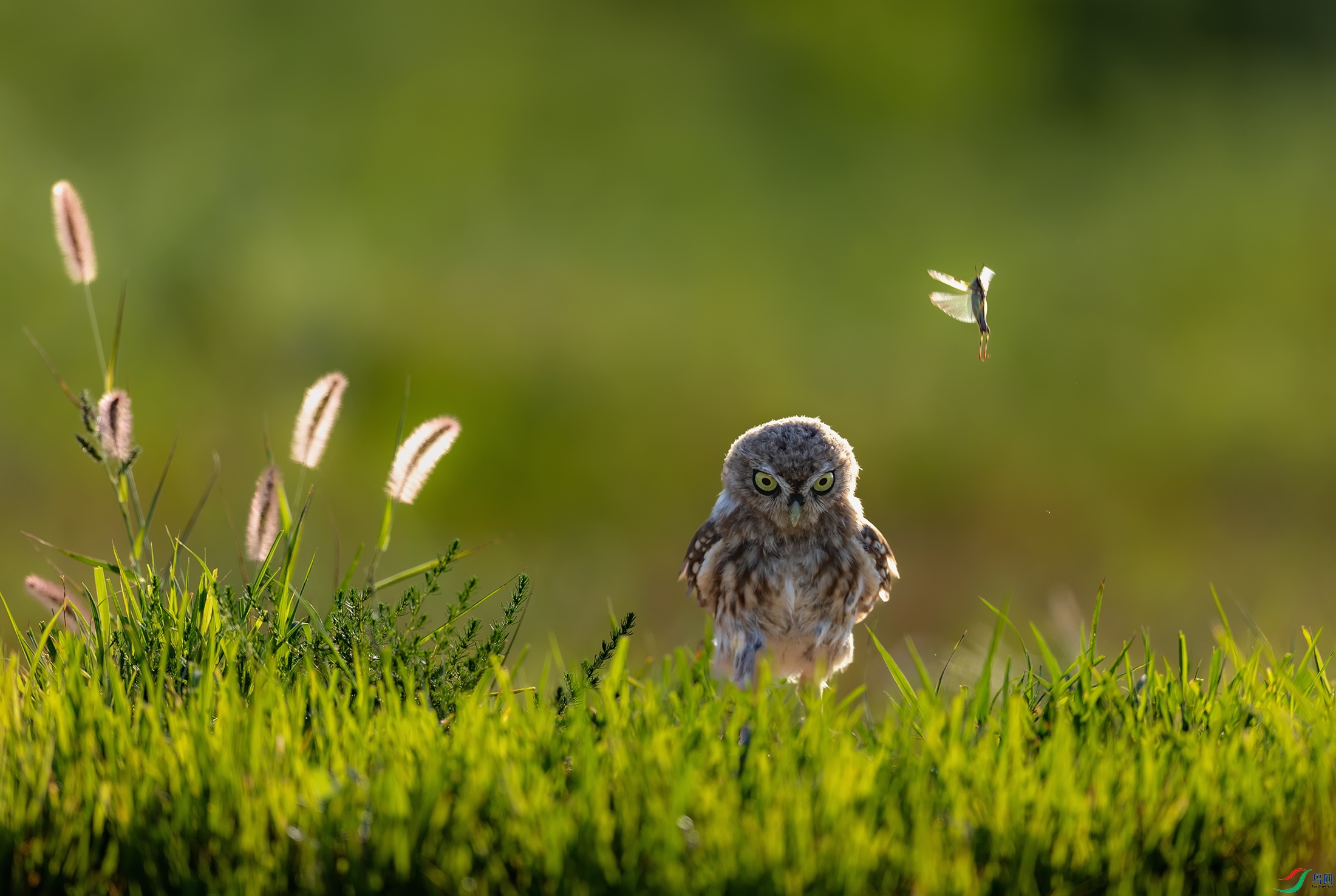 ���Ƹ�С�^