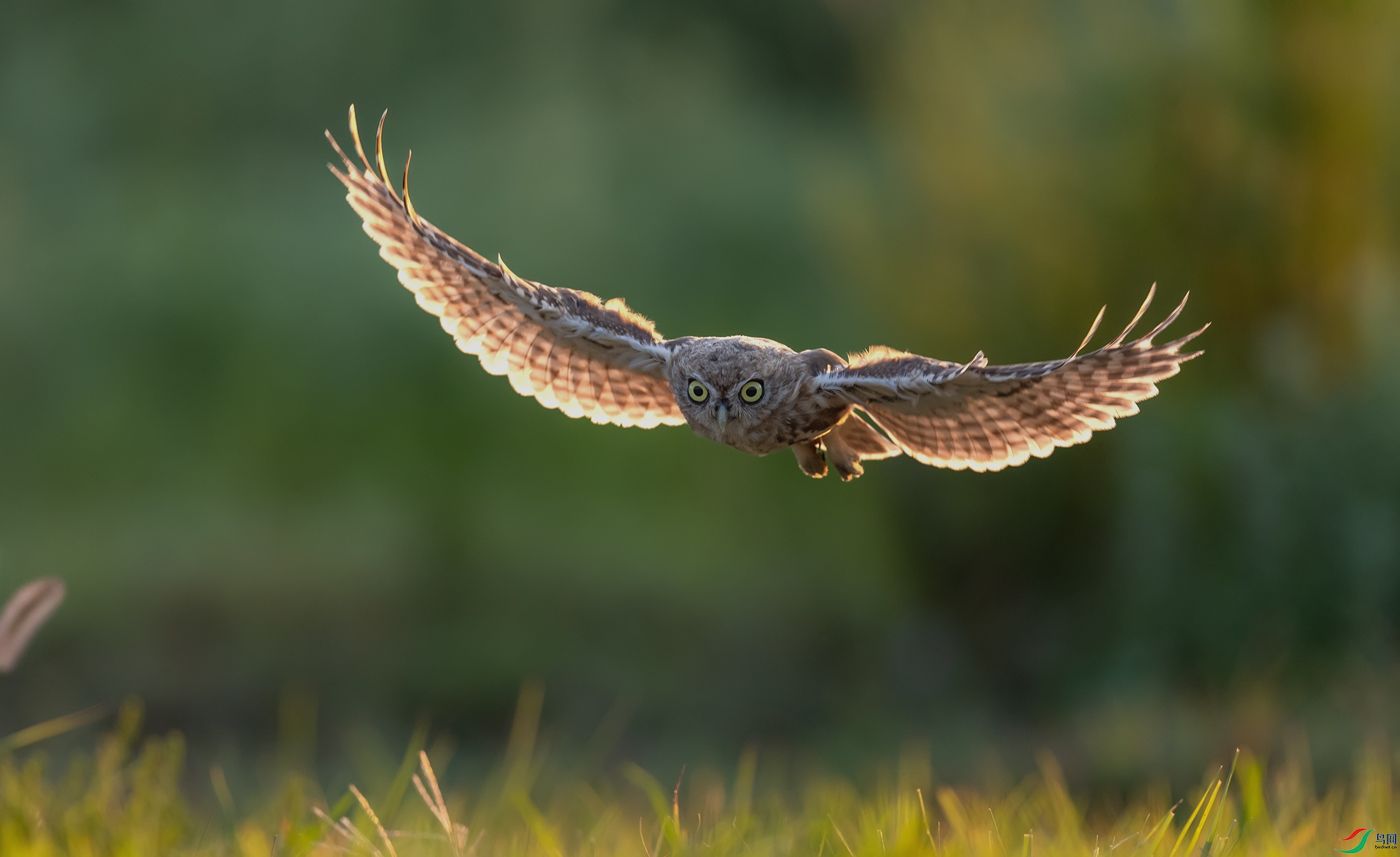 ���Ƹ�С�^