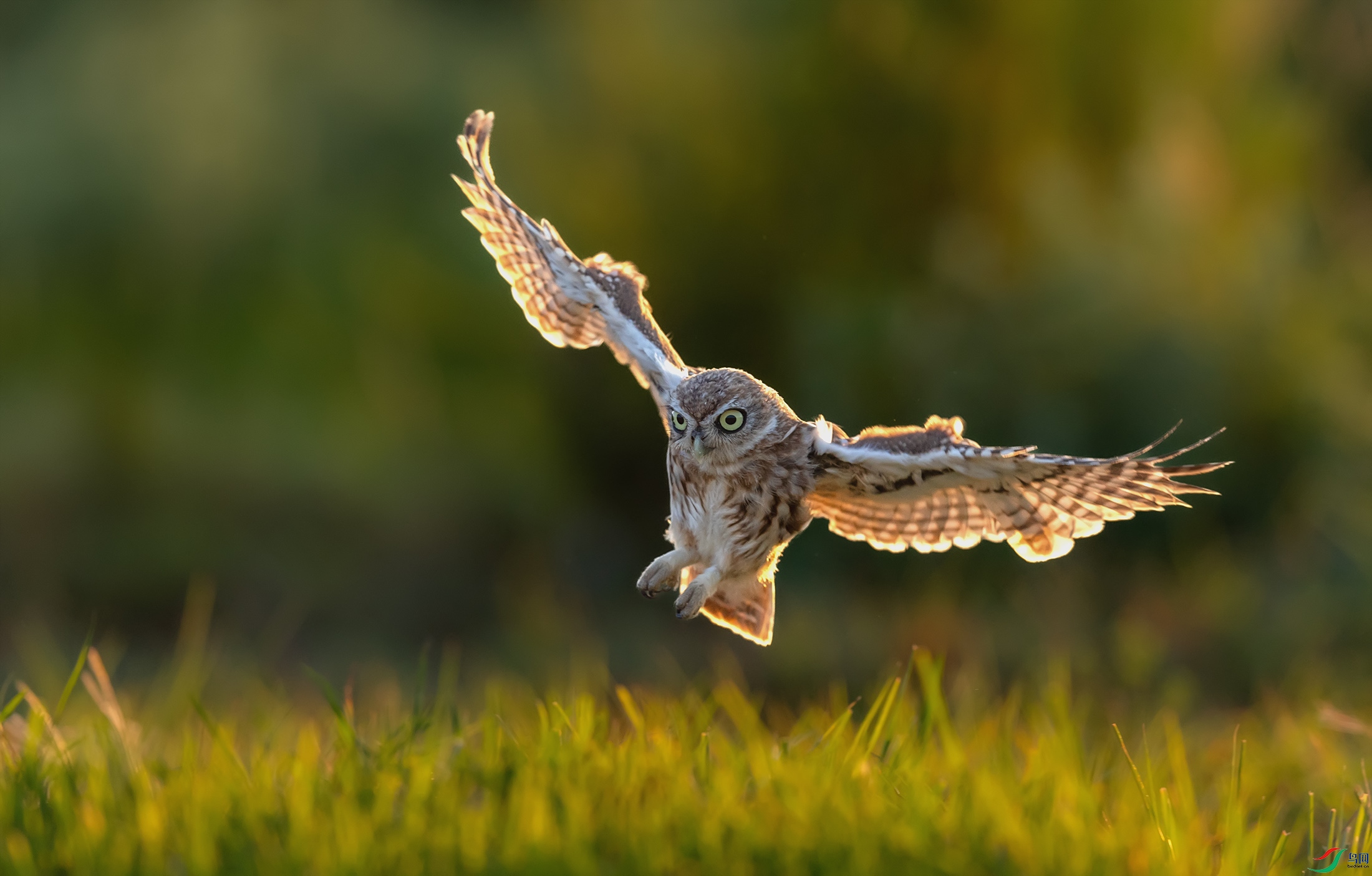 ���Ƹ�С�^