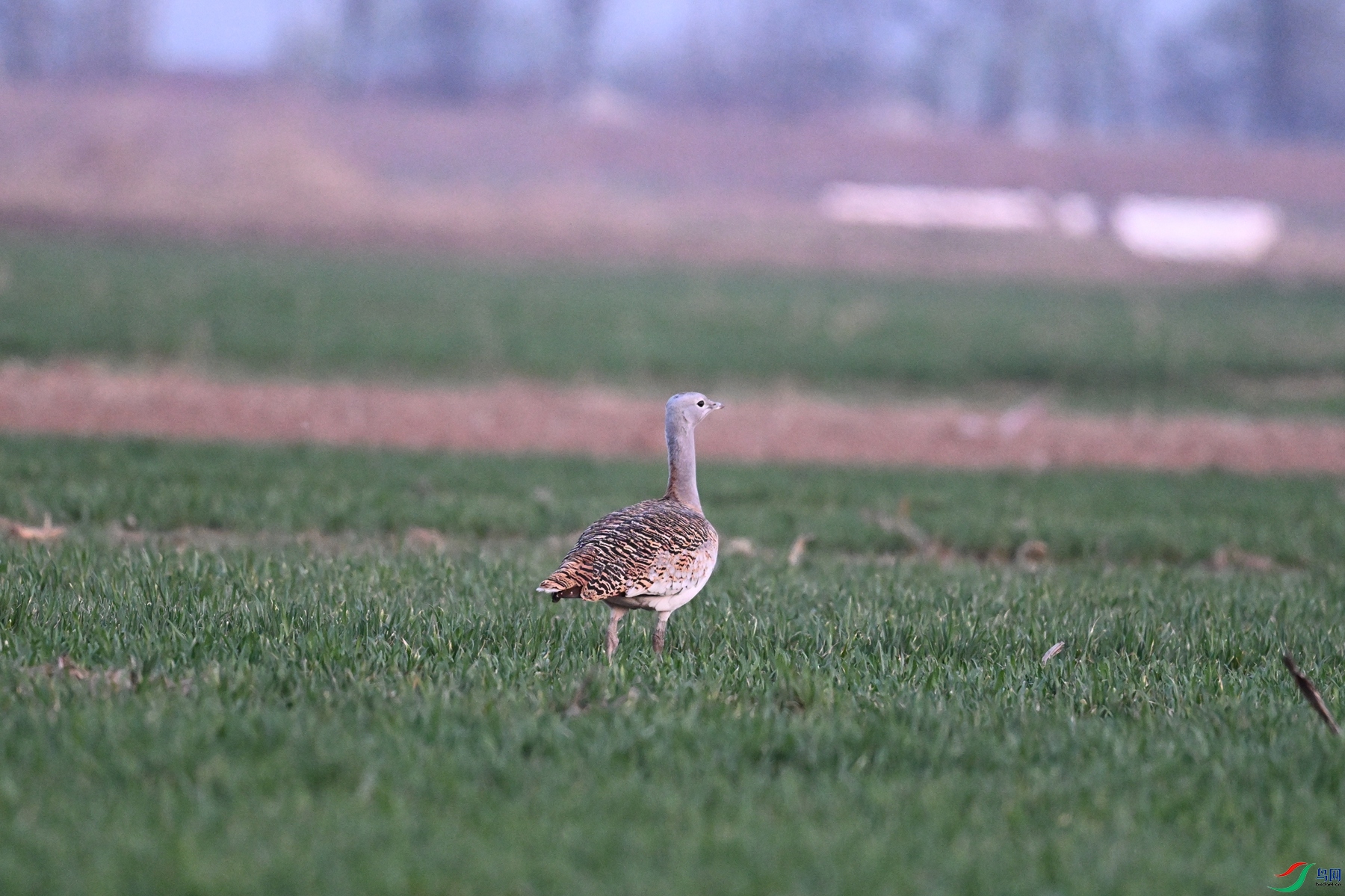 DSC_1619.JPG