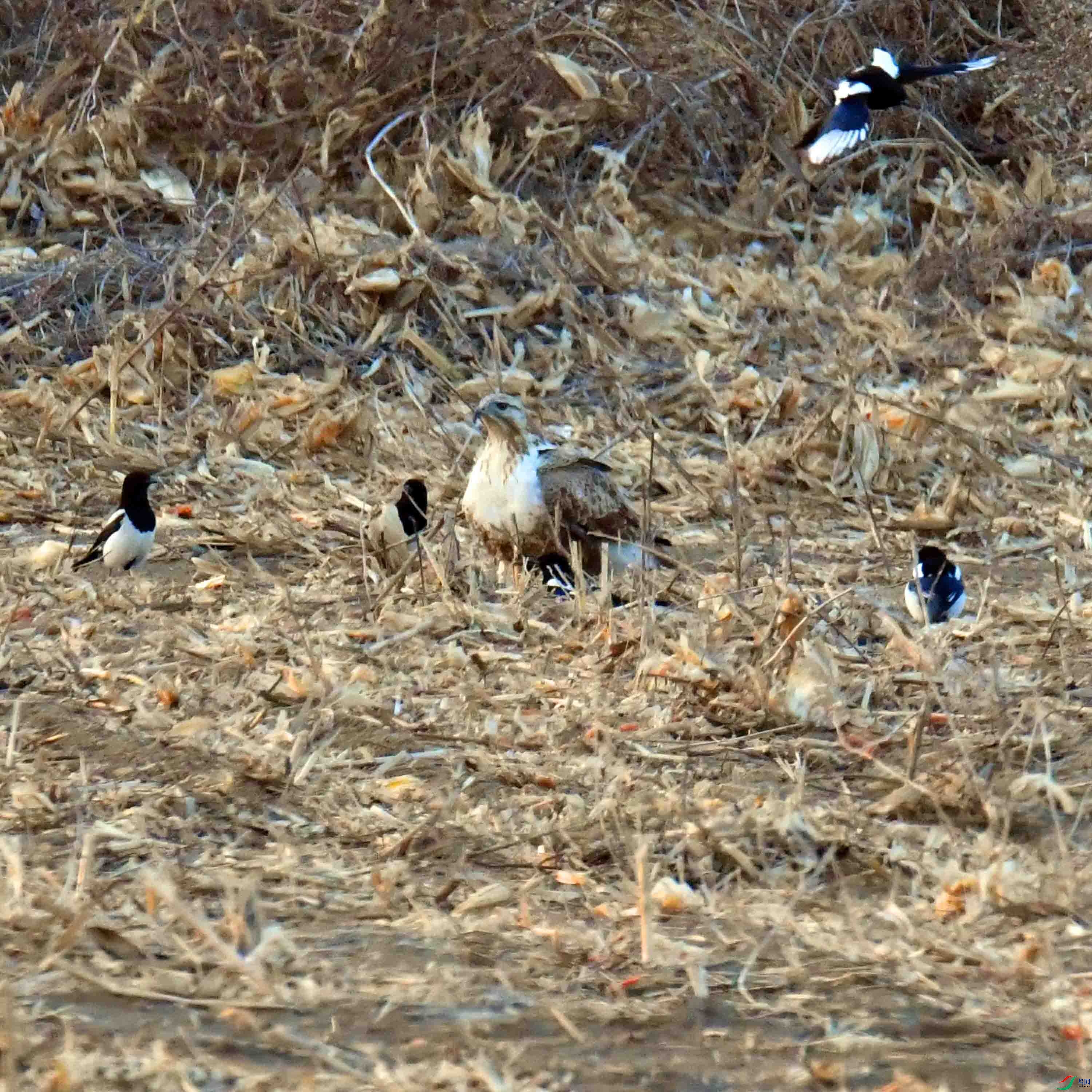 DSC_3019.JPG