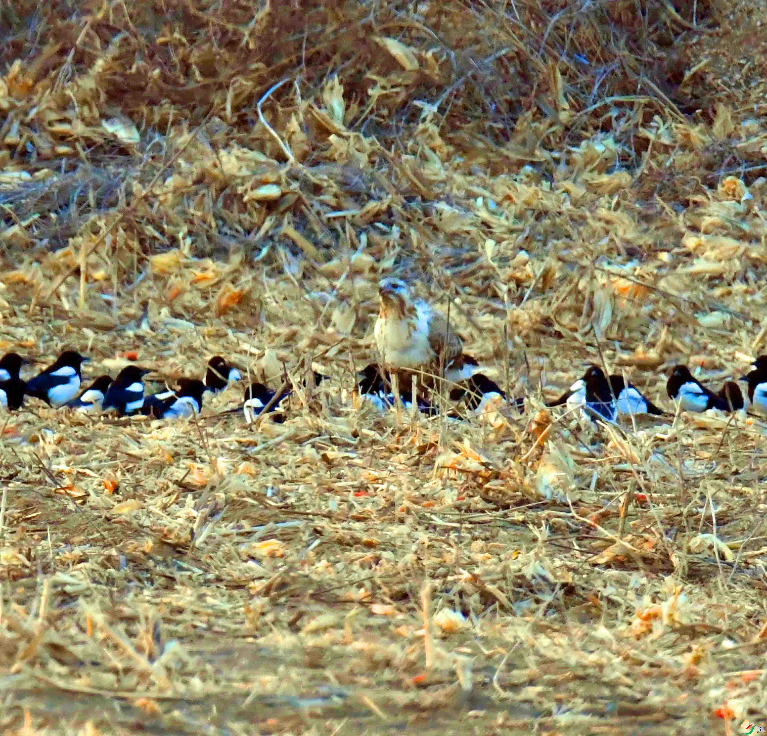 DSC_3078.JPG
