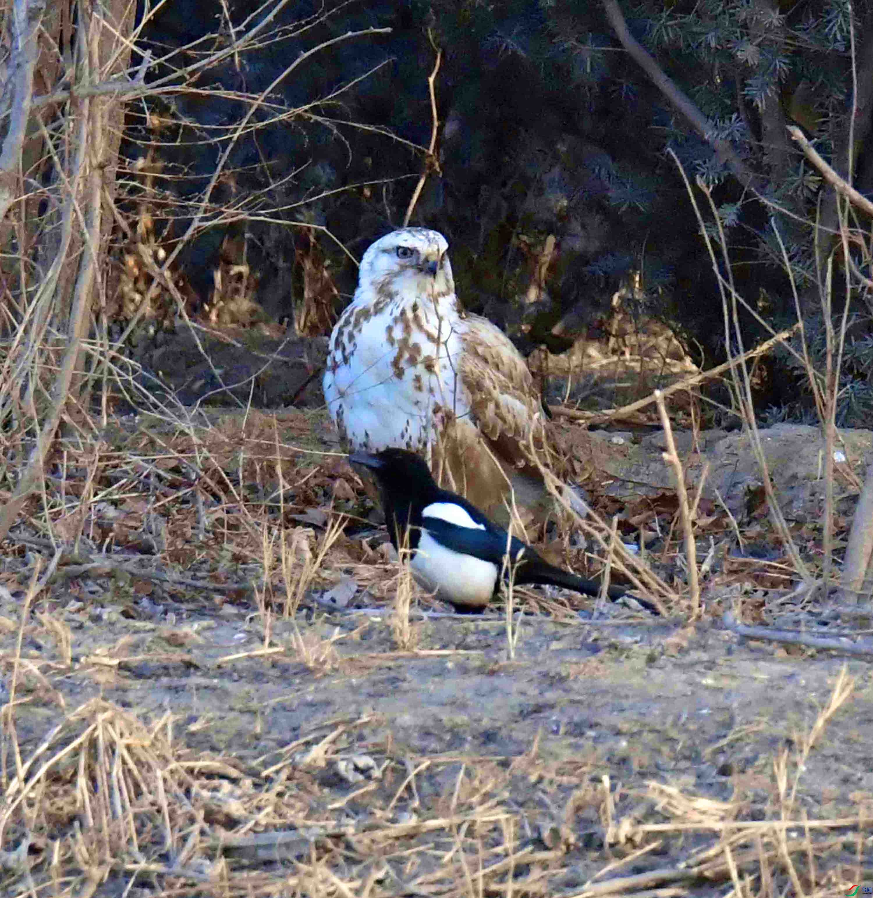DSC_4099.JPG