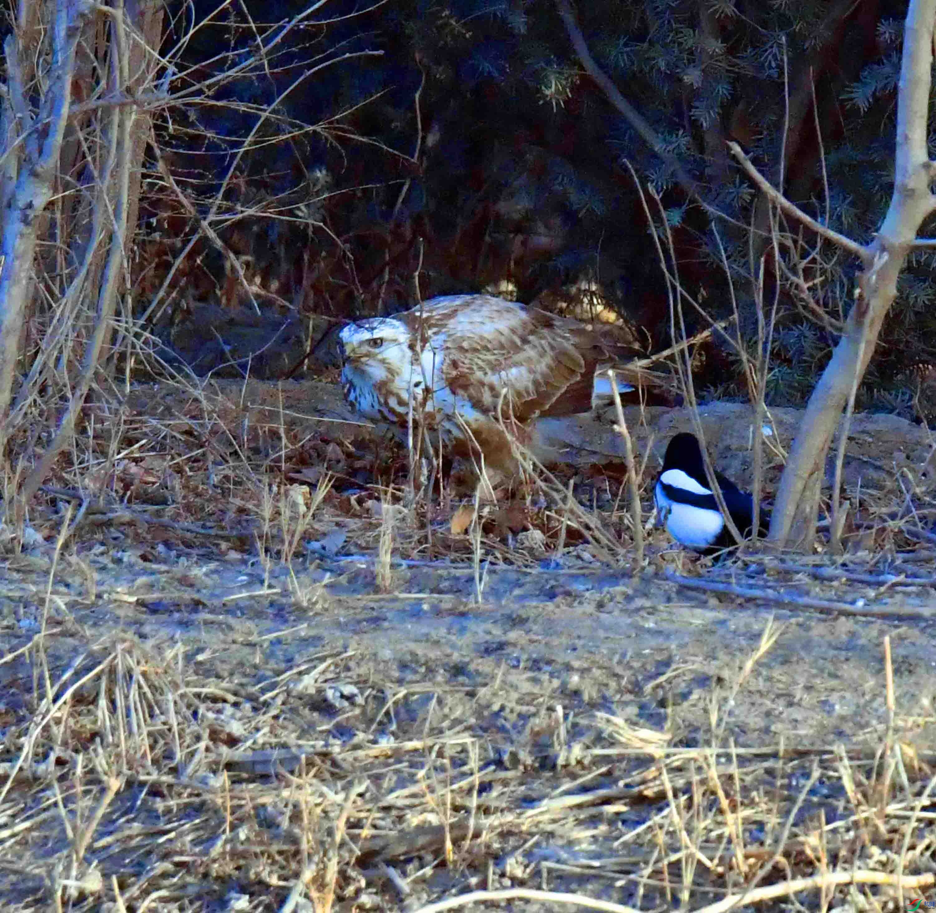 DSC_4161.JPG
