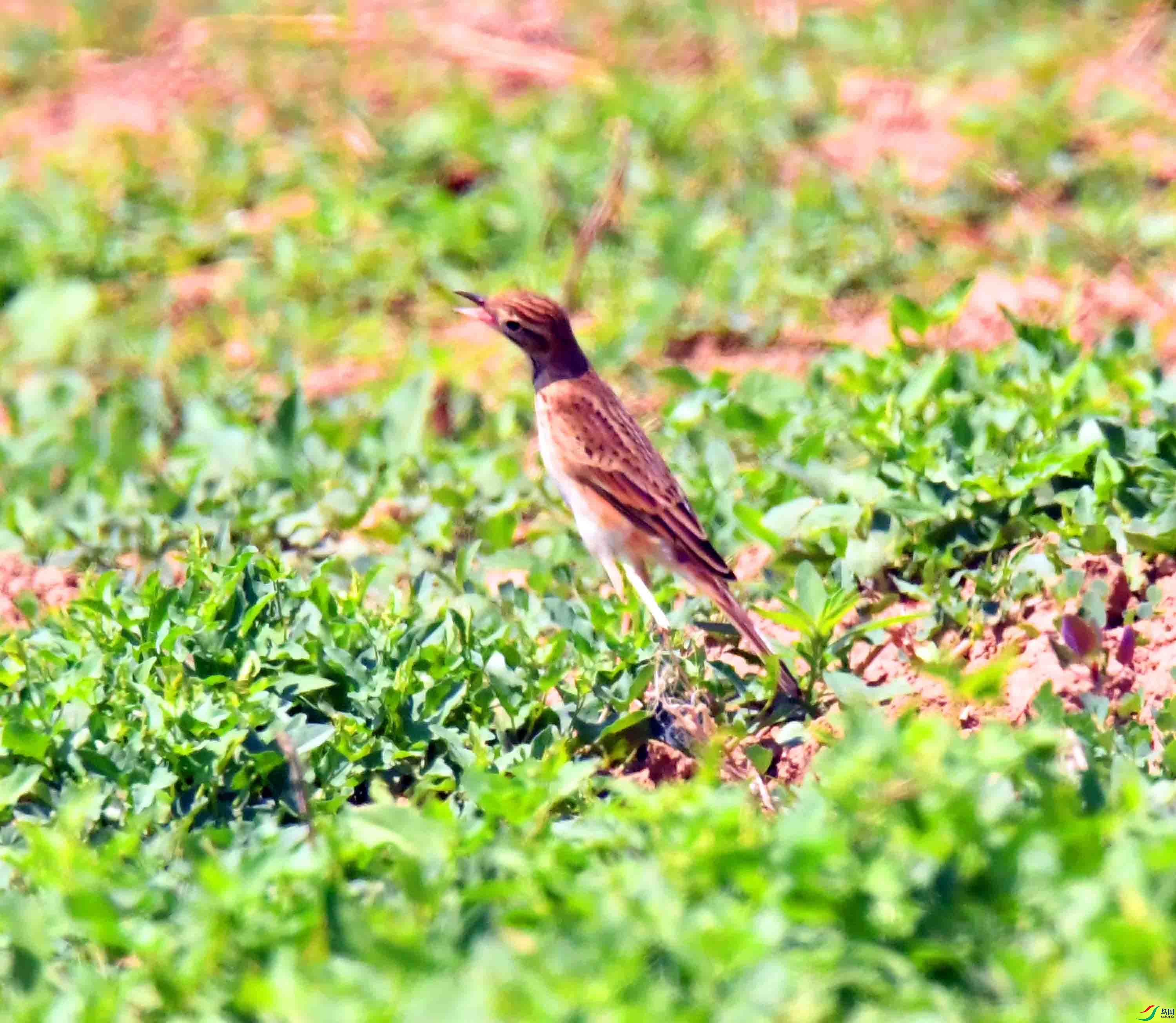 DSC_0486.JPG