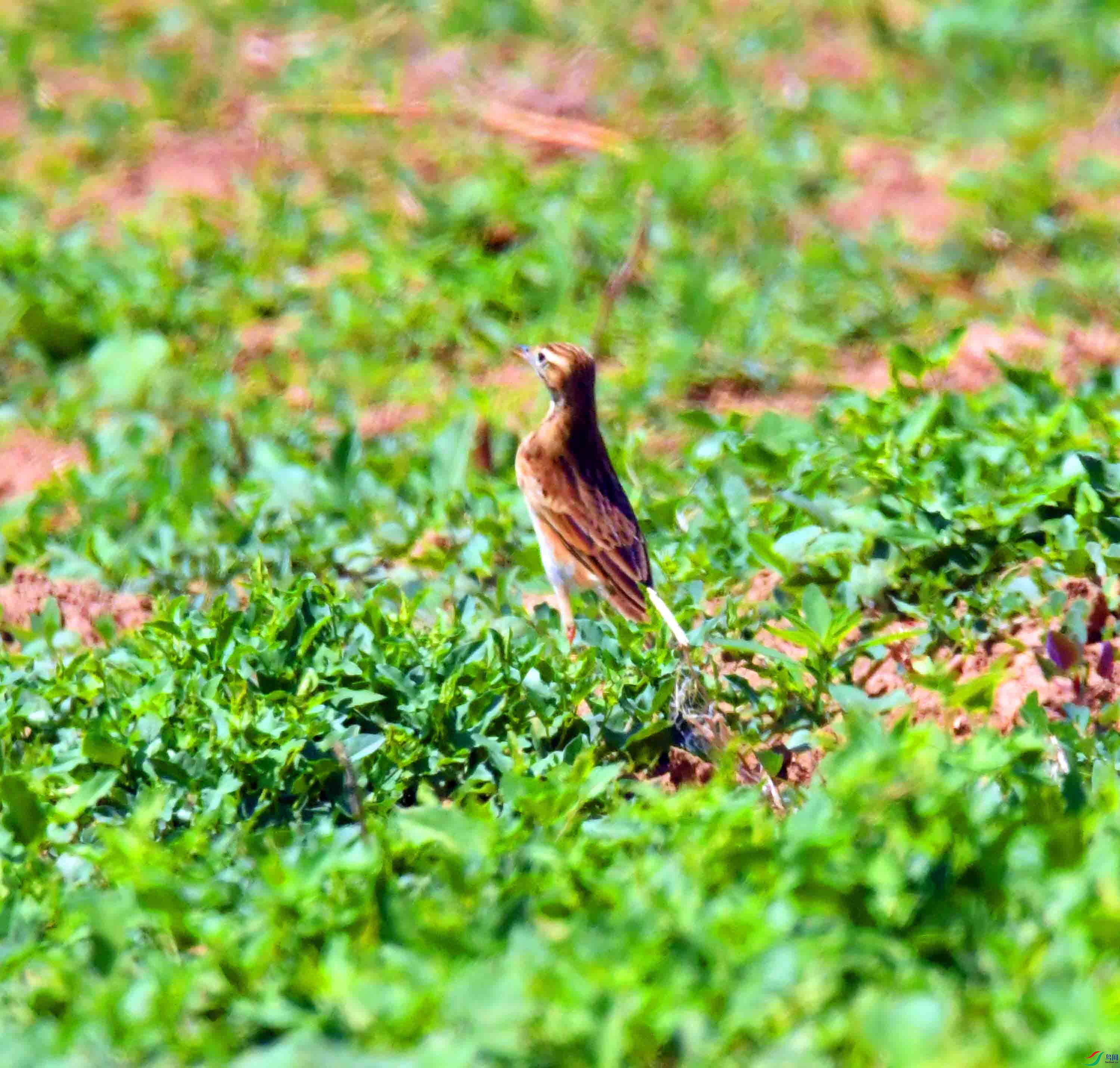 DSC_0487.JPG