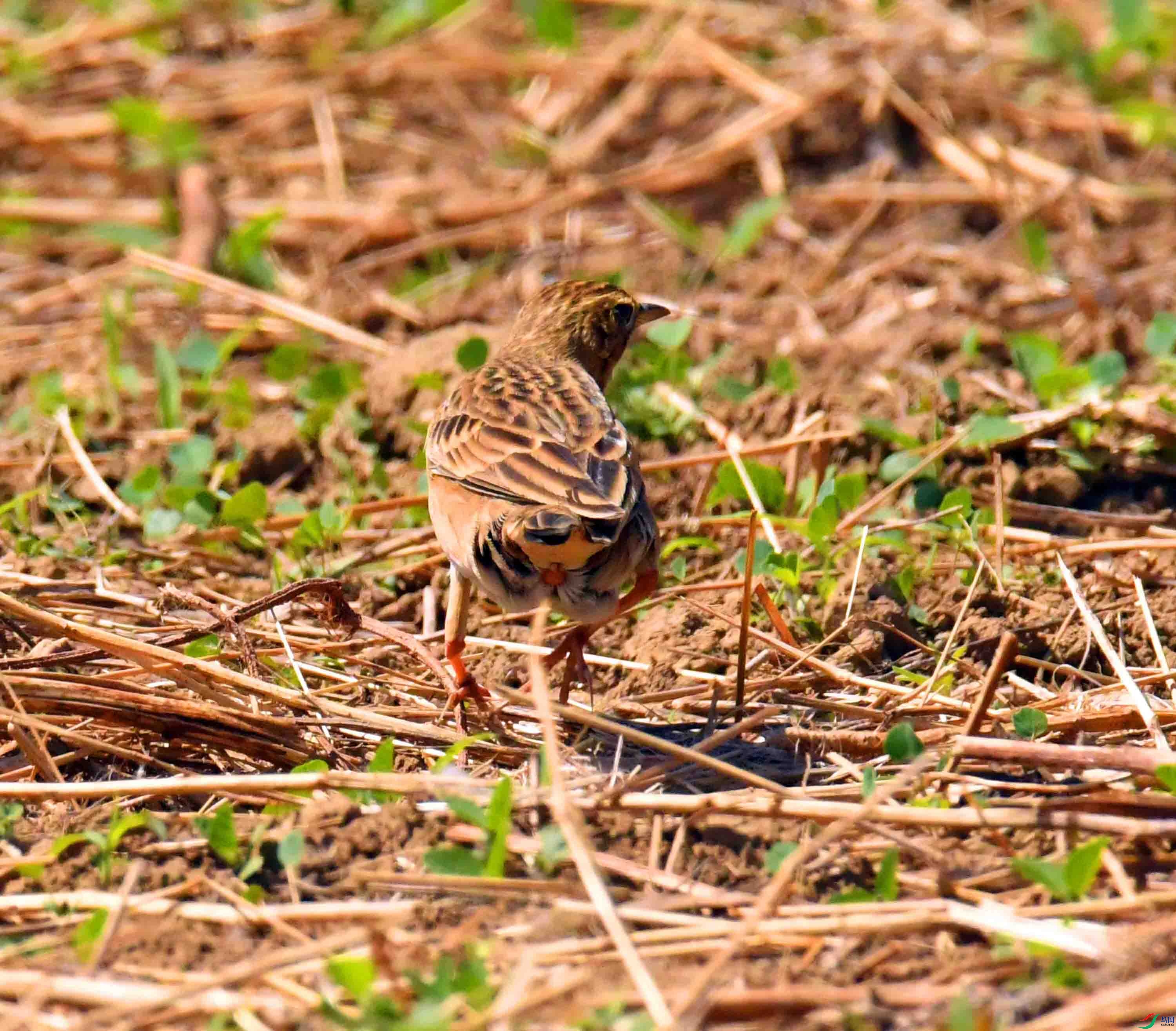 DSC_8988.JPG