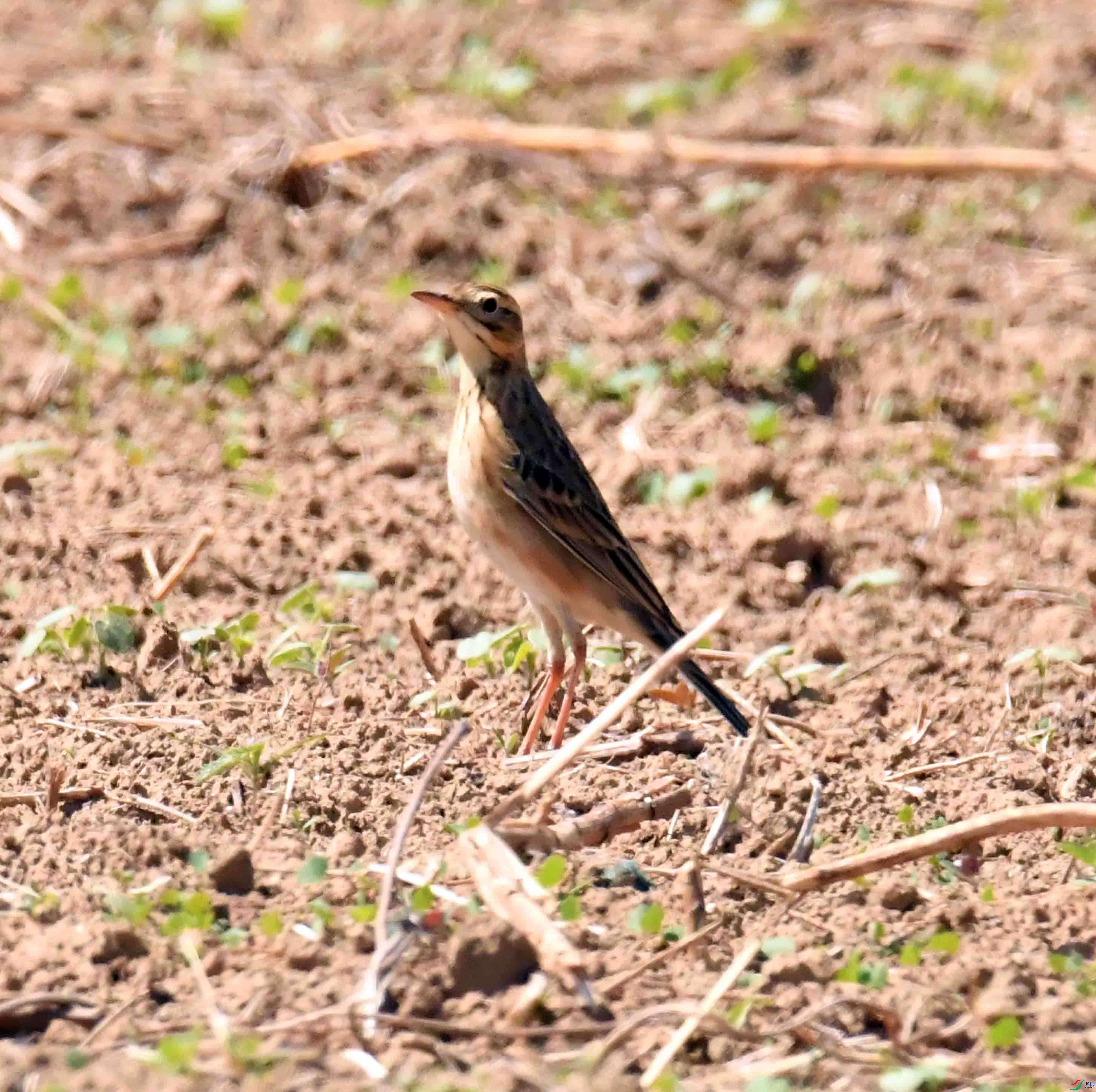 DSC_9069.JPG