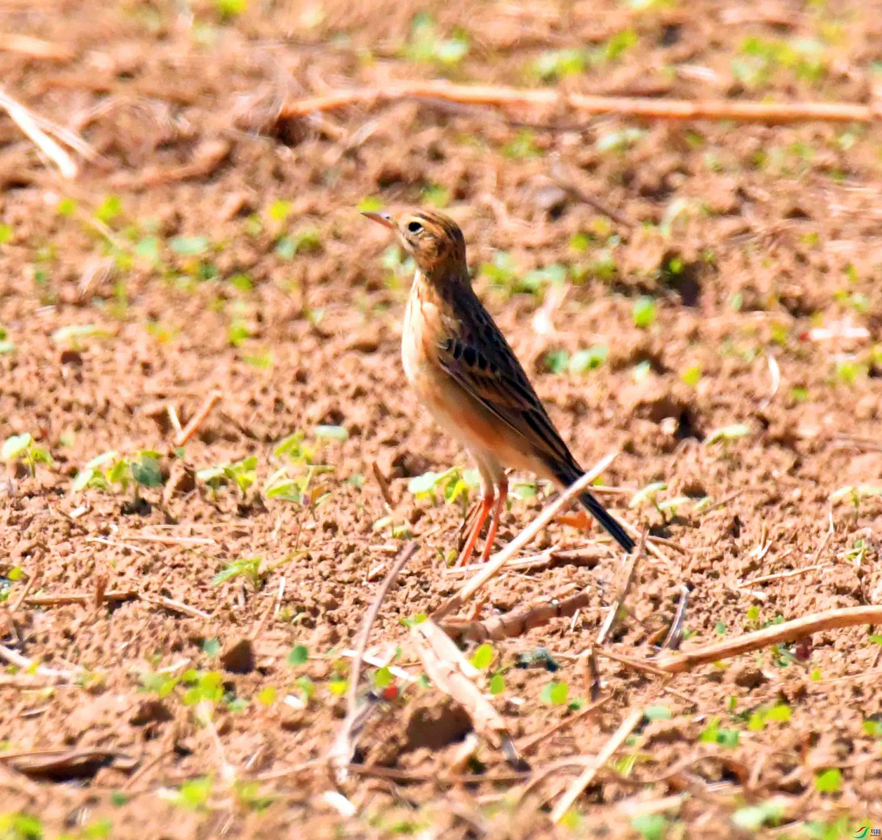 DSC_9073.JPG