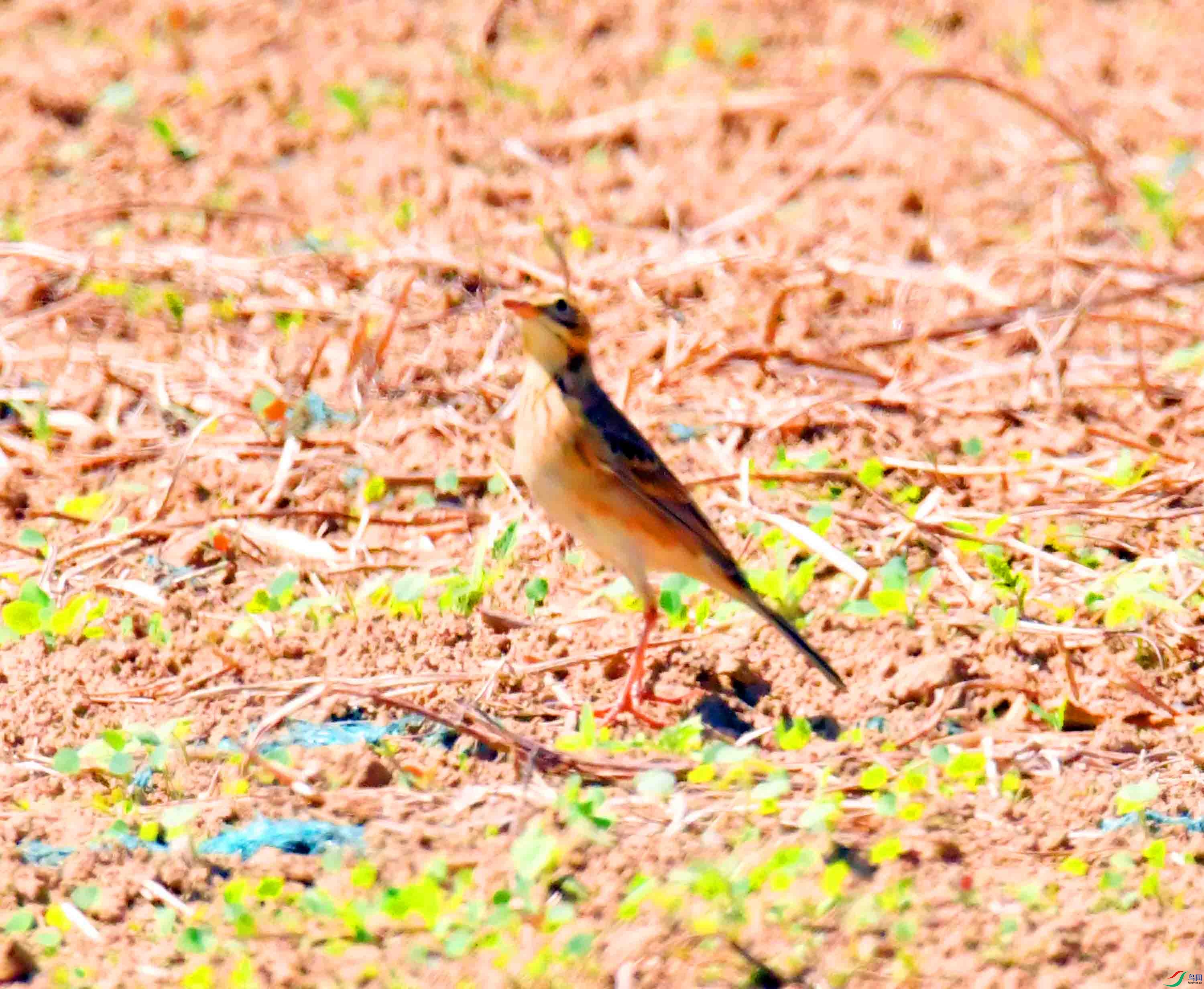 DSC_9087.JPG